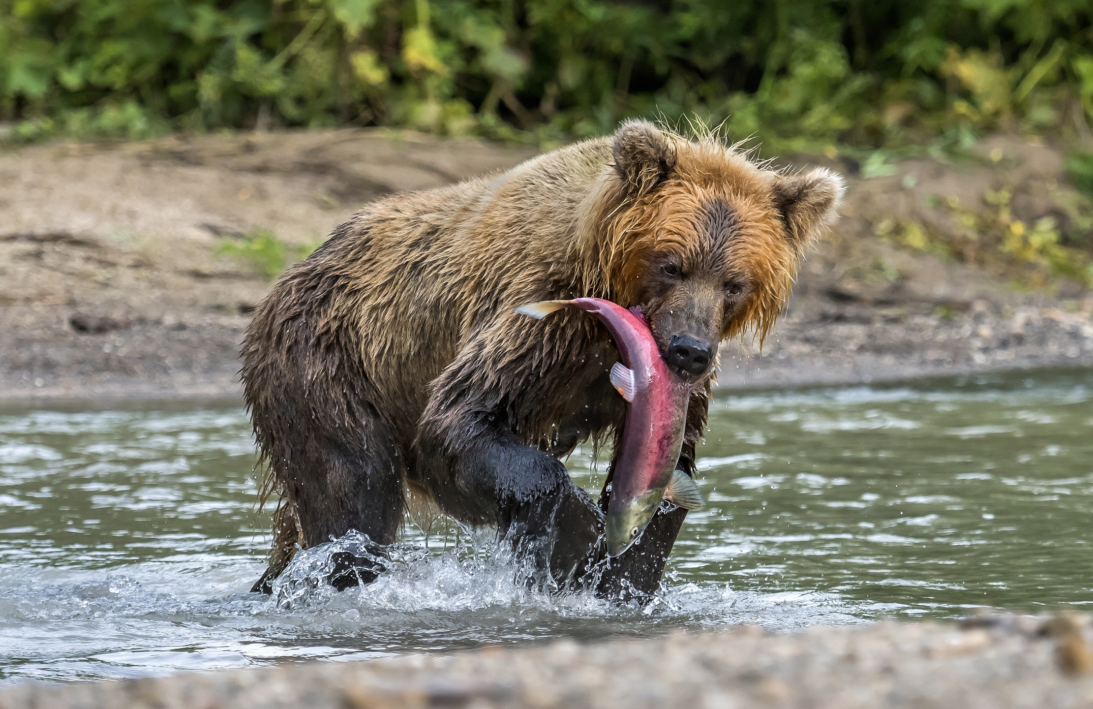 Kamchatka 2016 - Pesca
