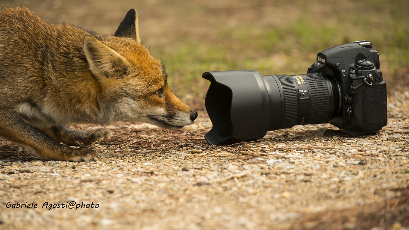 Lei ha scelto Nikon..