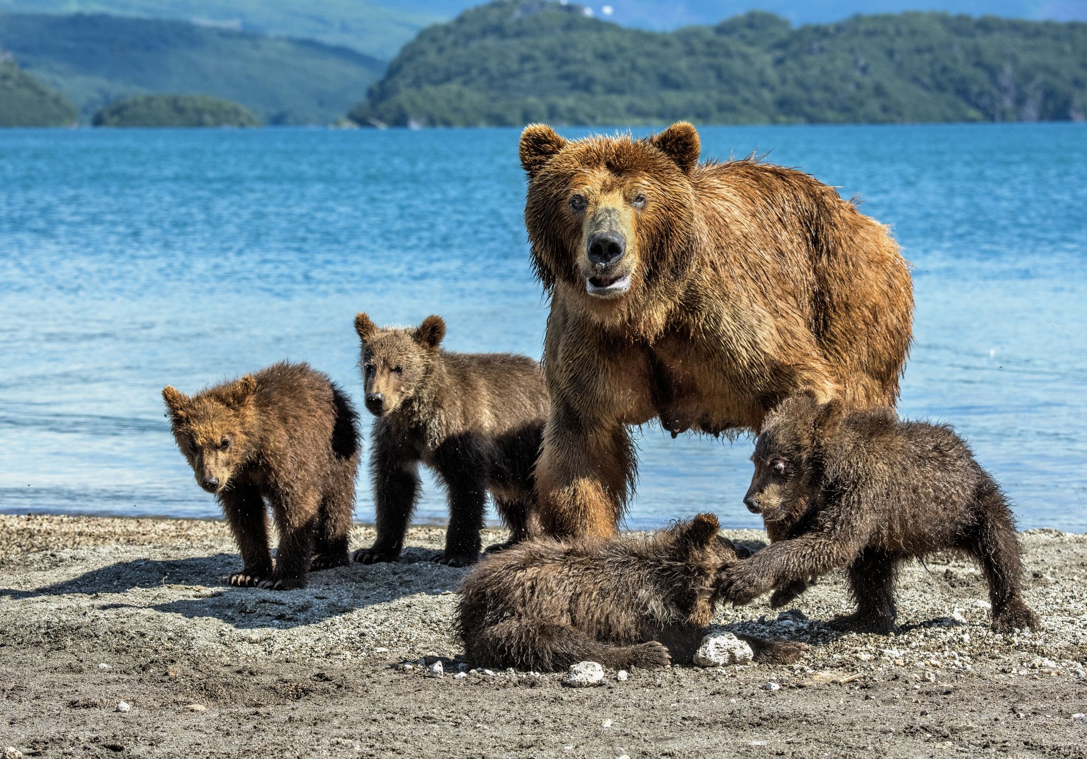 Kamchatka 2016 - Sguardo minaccioso