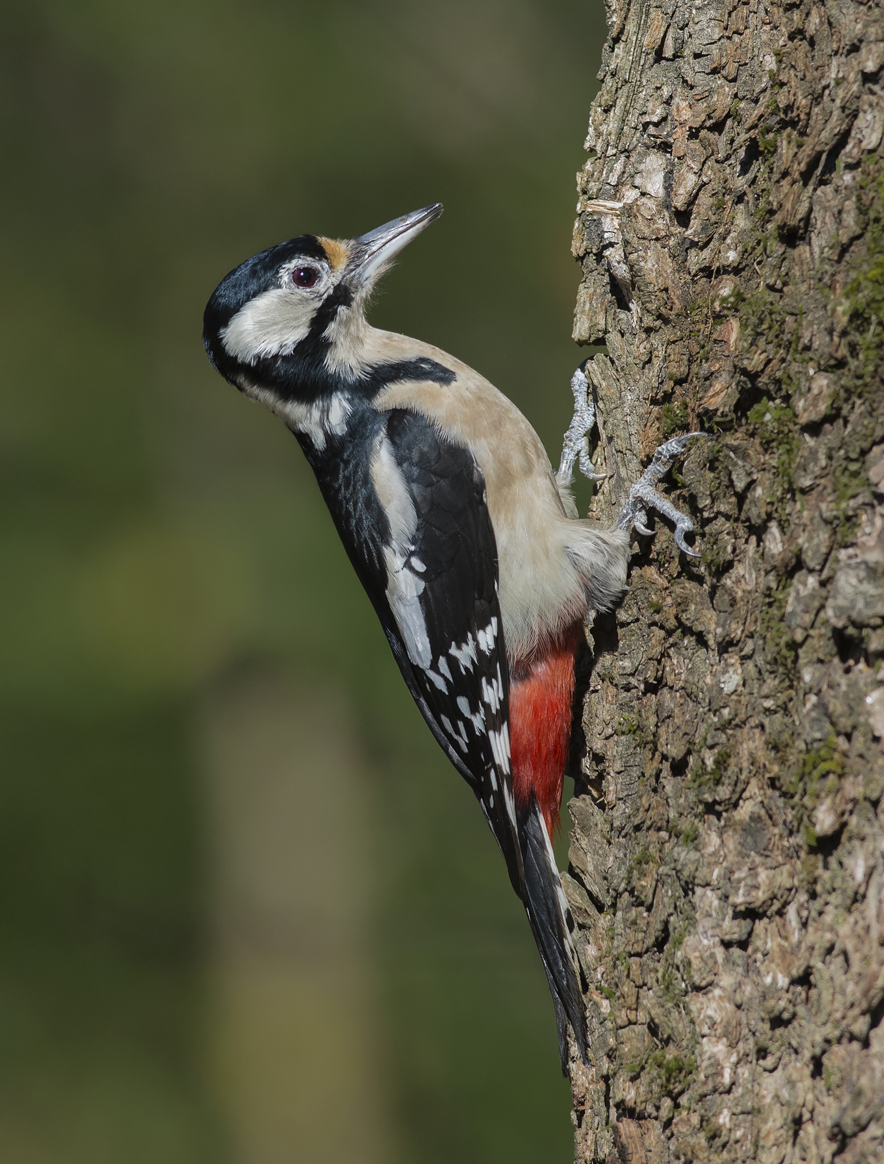 Great Spotted Woodpecker