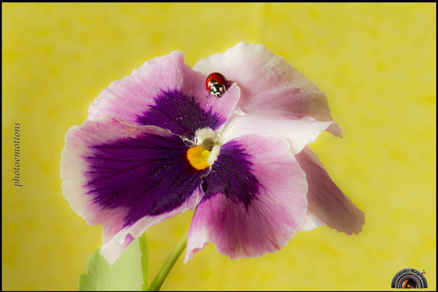 mio simpatico esserino coi pois neri