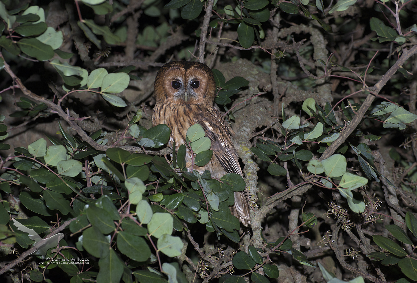 Tawny Owl - Strix aluco - of Carob
