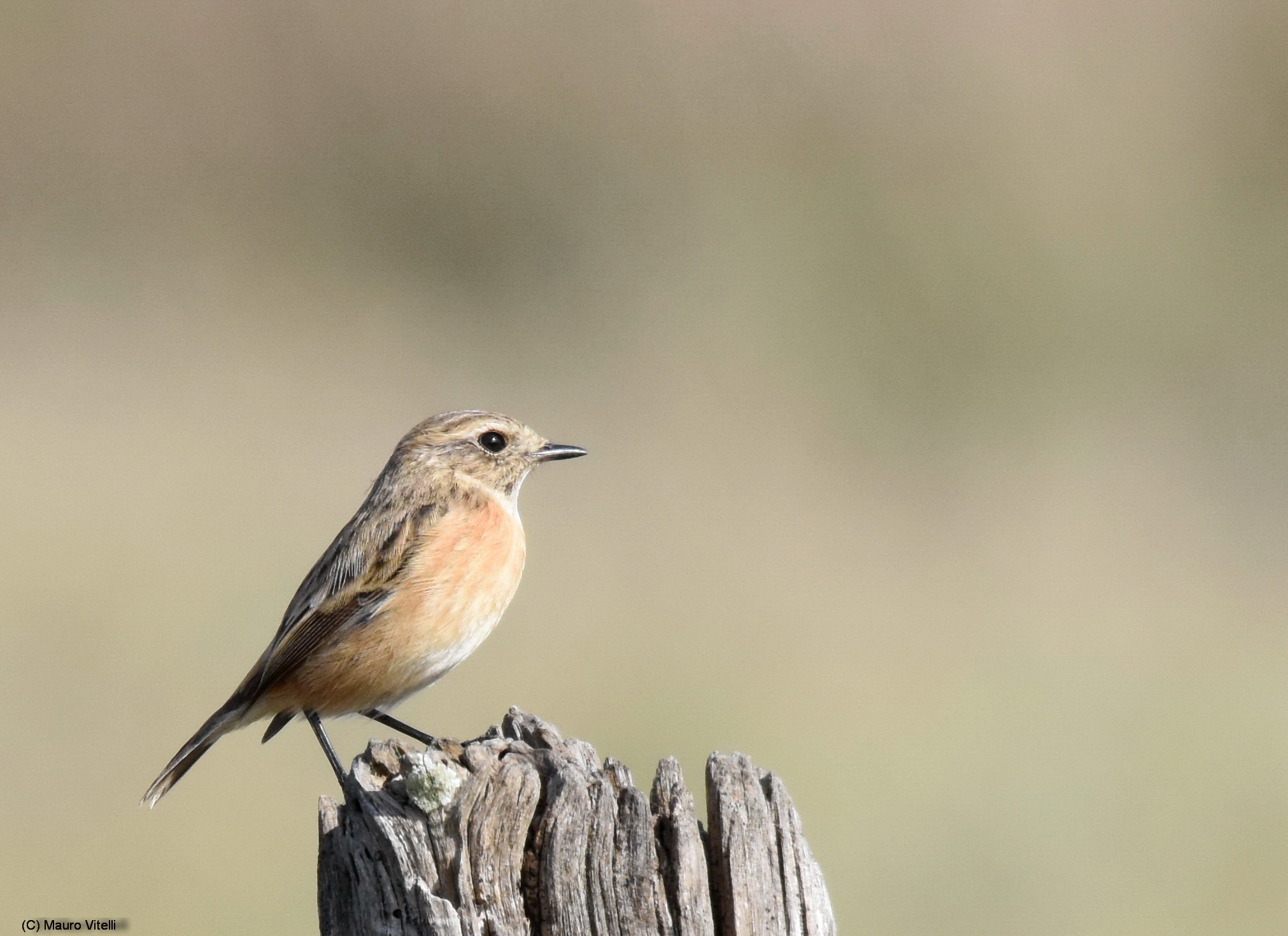 Saltinpalo ... on the pole (Saxicola rubicola)