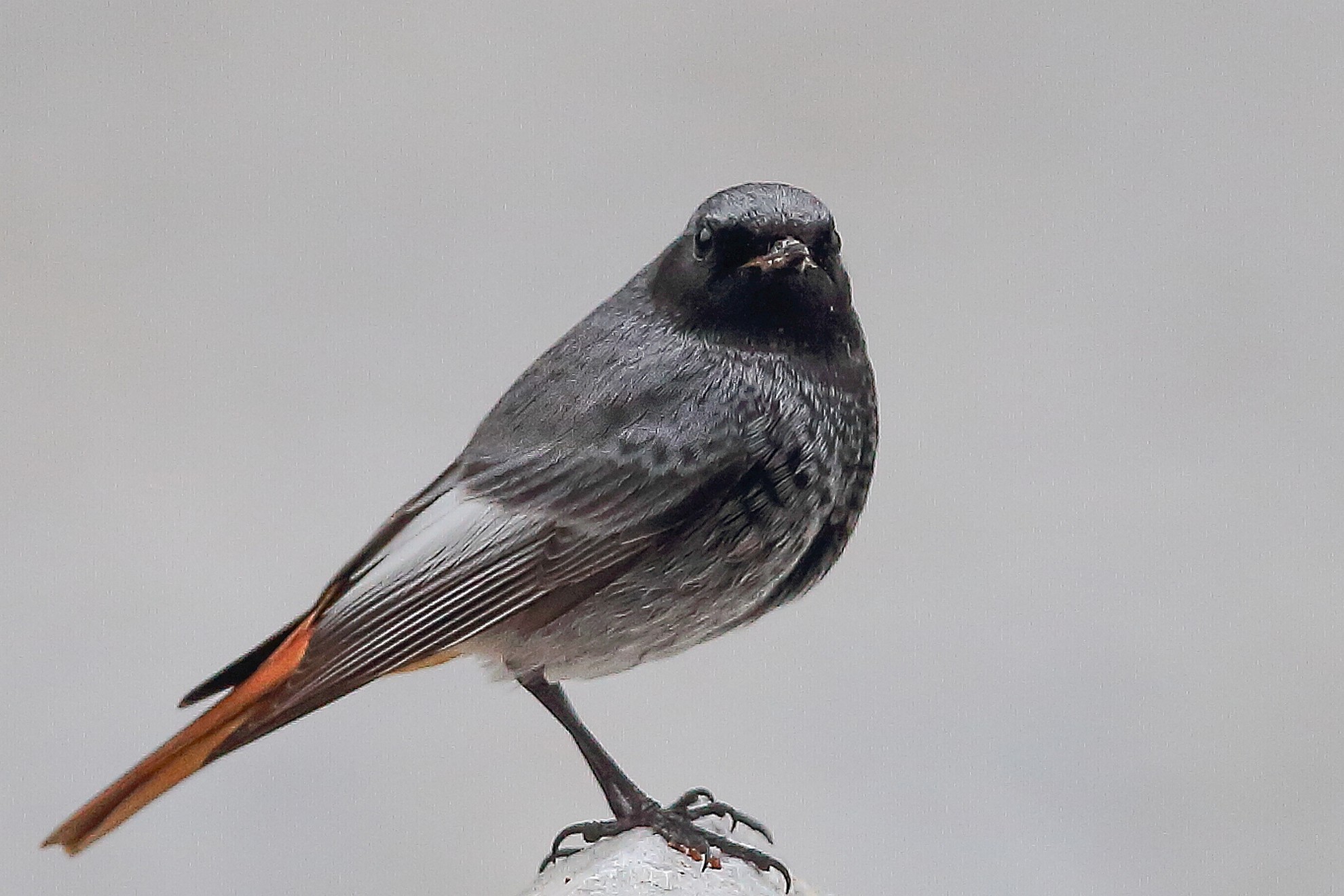 Codirosso spazzacamino