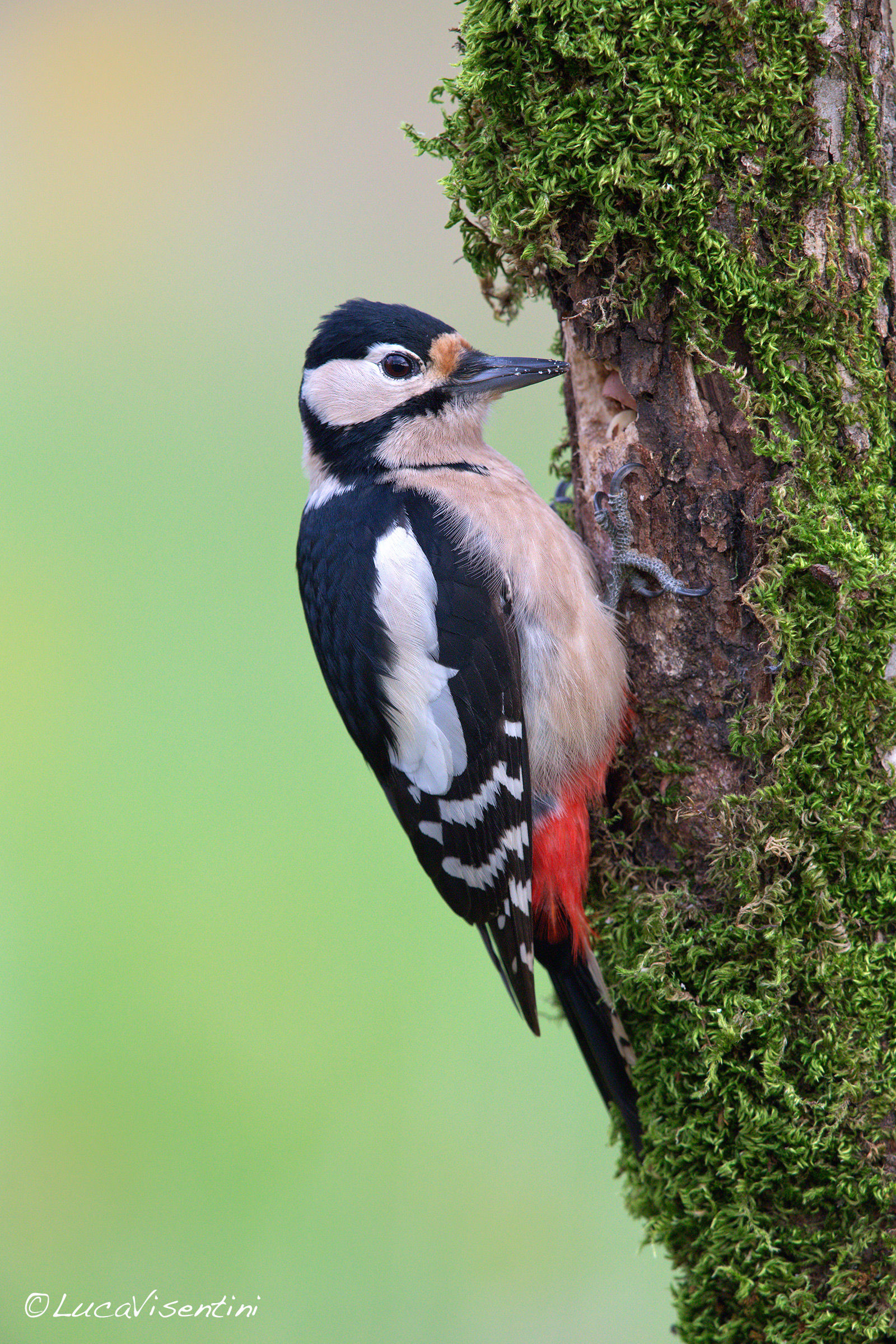 Great Spotted Woodpecker