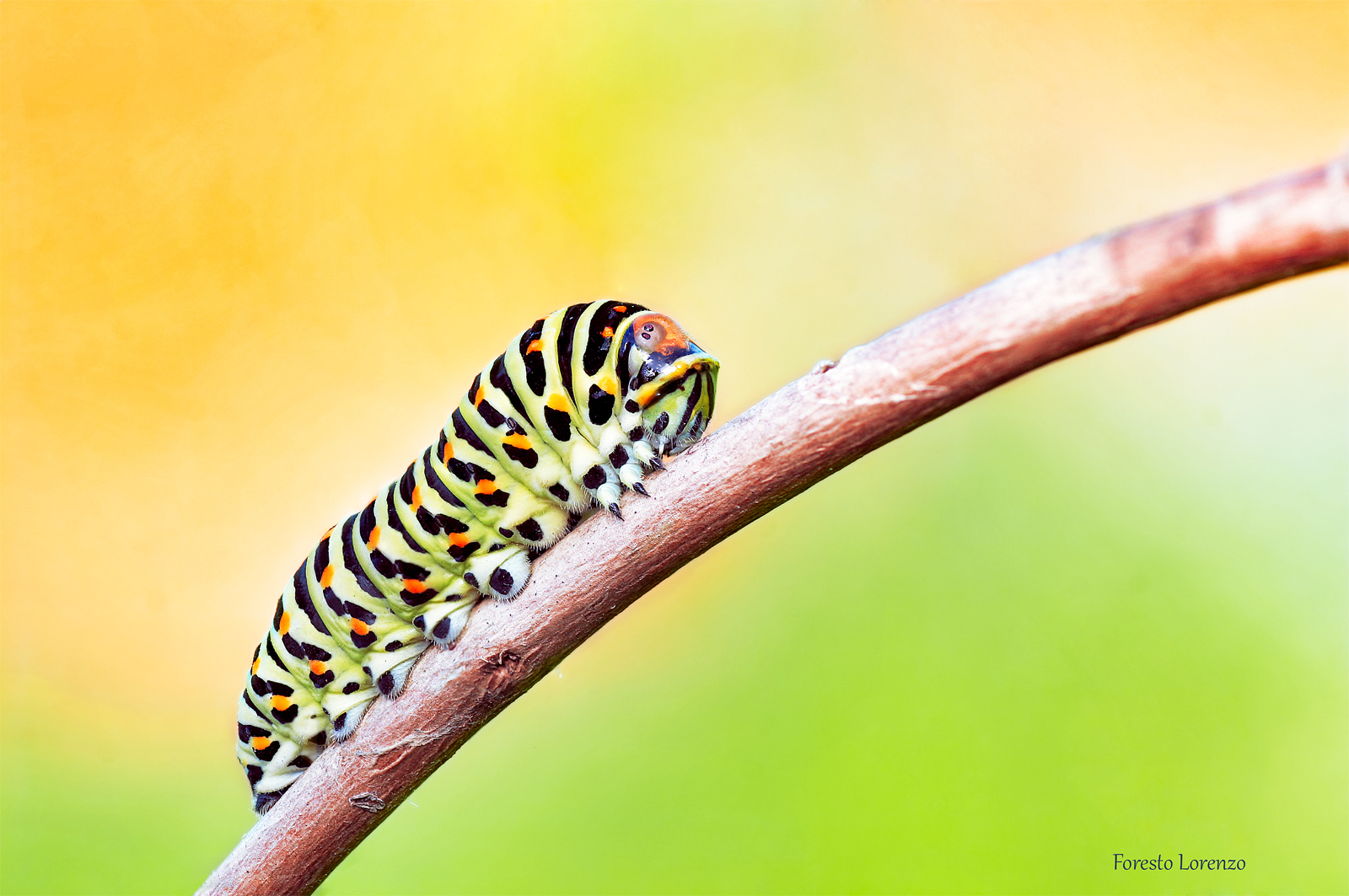 Body invaders (macaone parassitato da imenotteri)