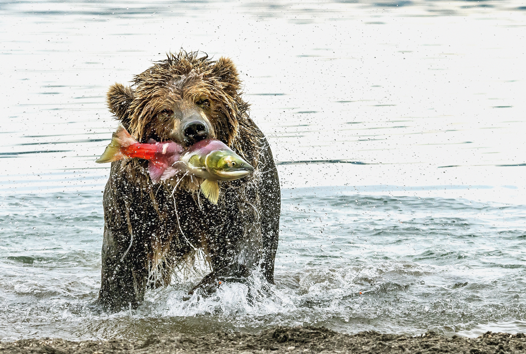 Kamchatka 2016 - APesca