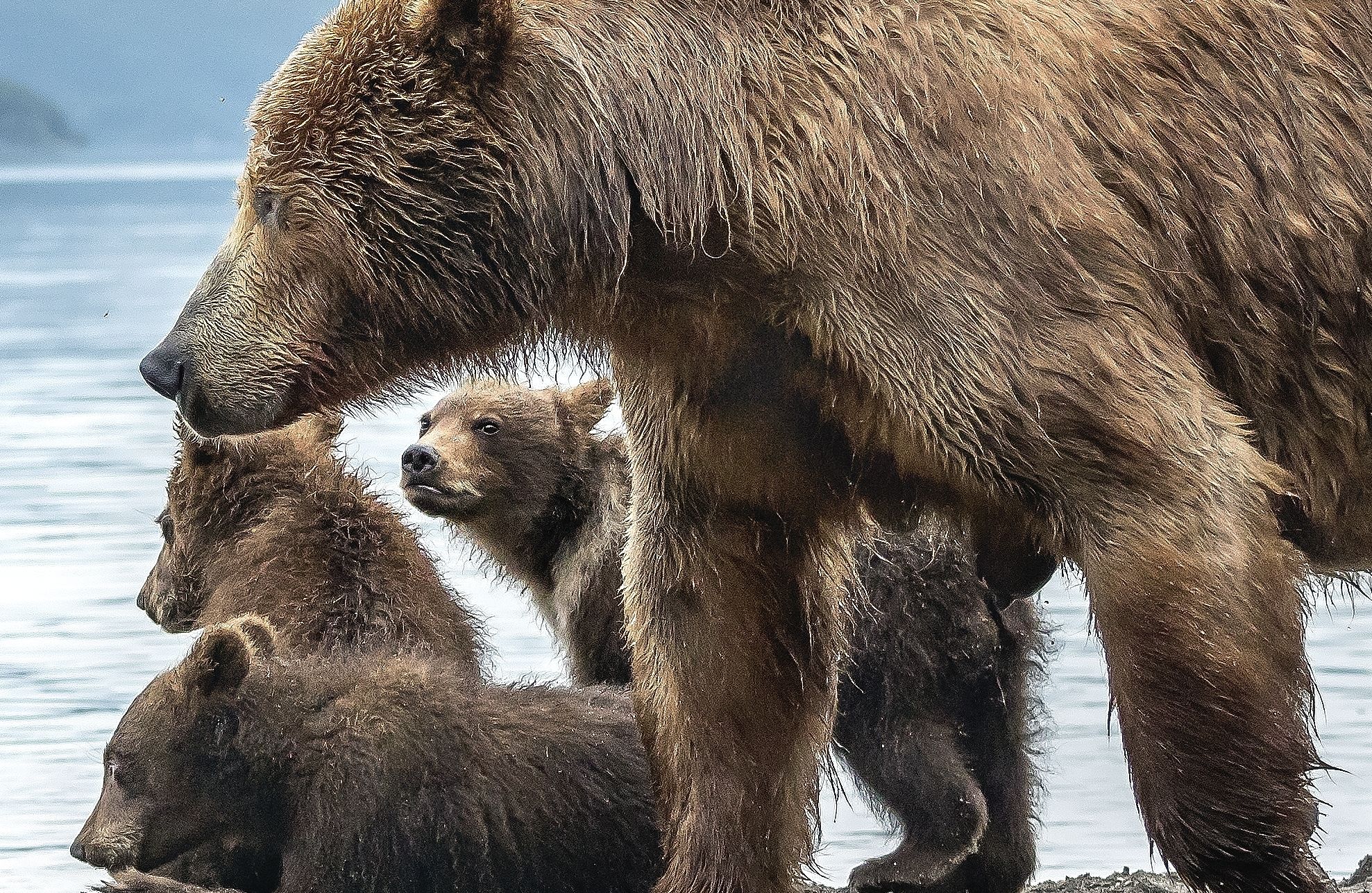 Kamchatka 2016 - Bears