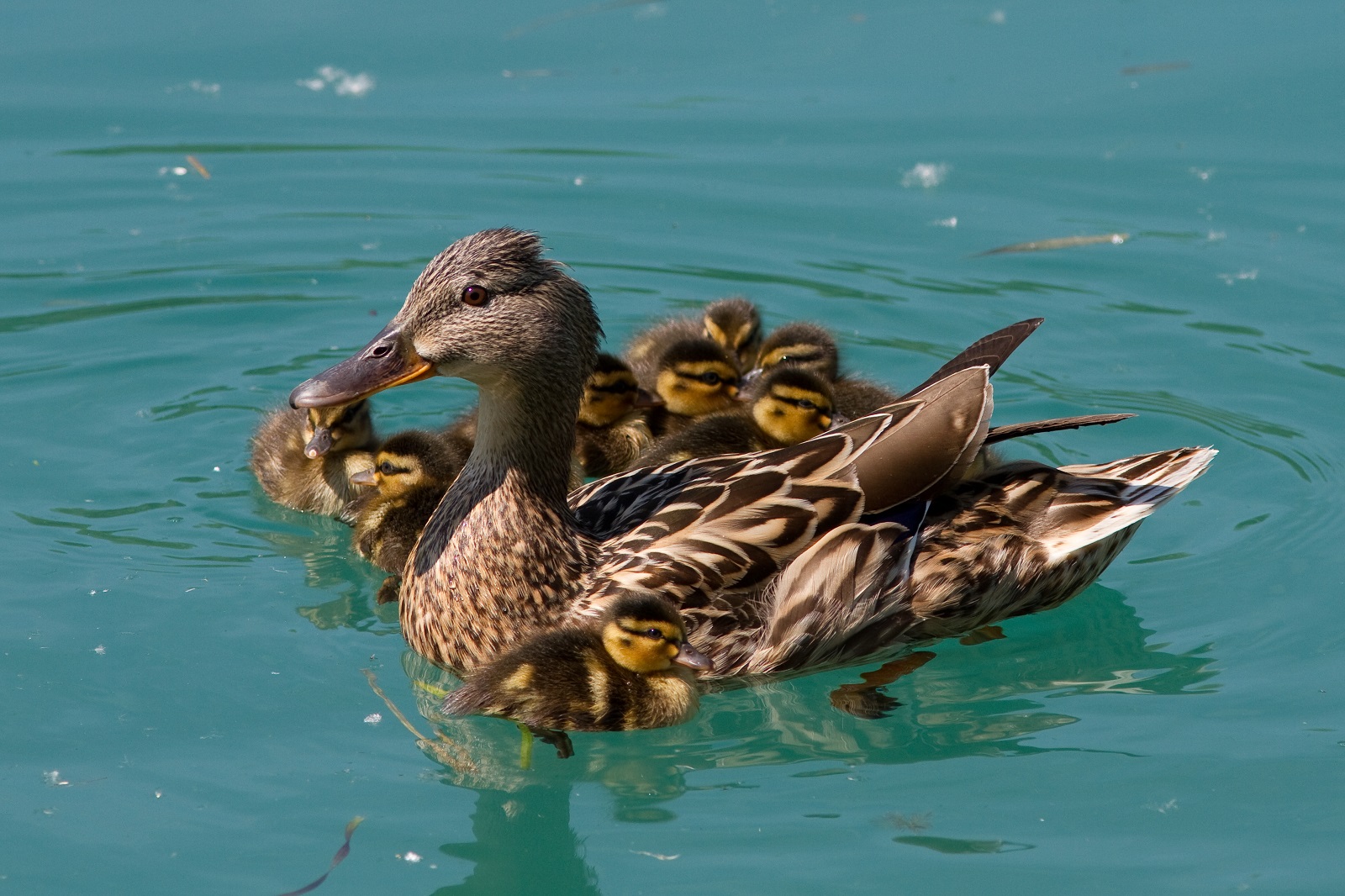 Che fatica essere madri!