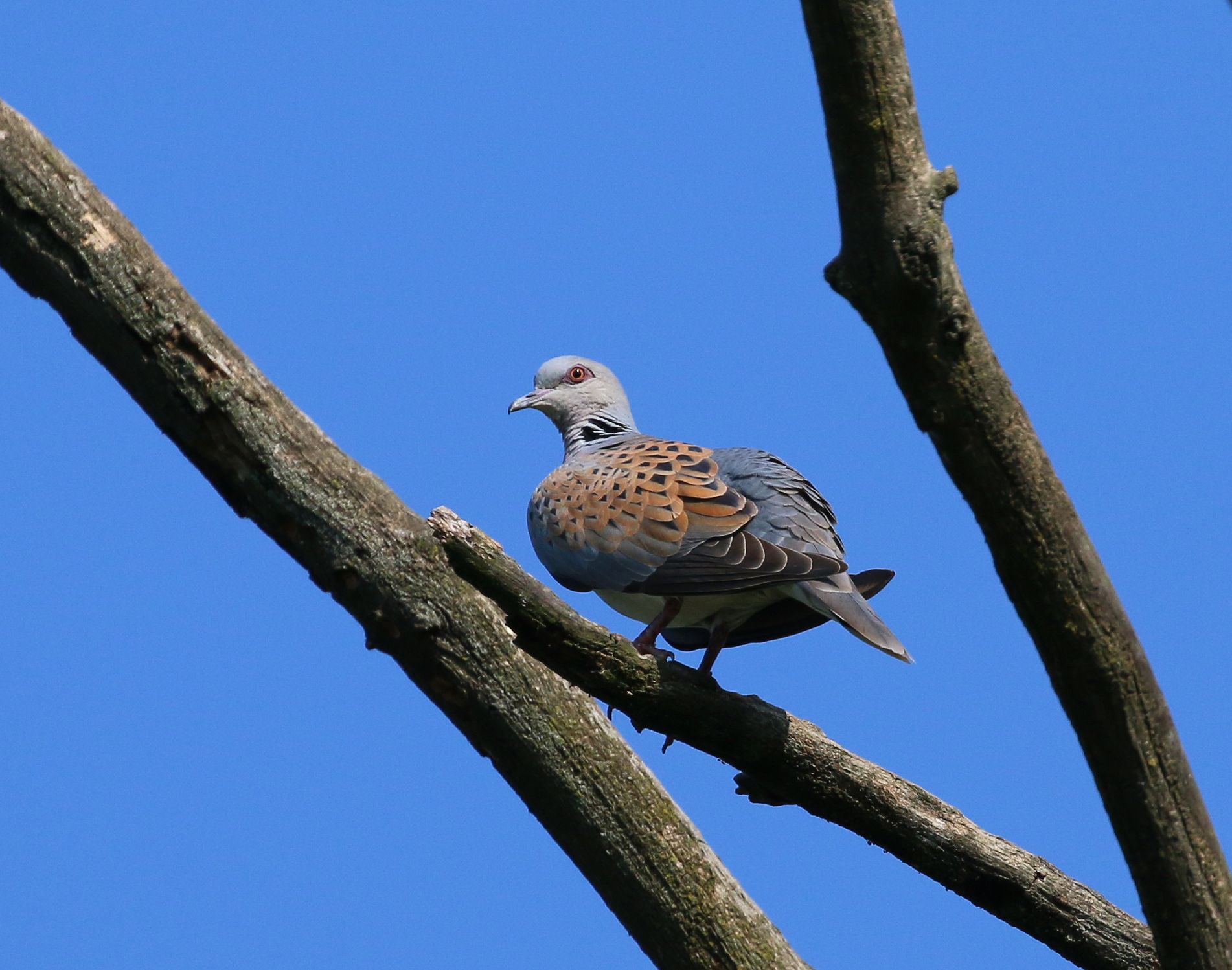 turtledove