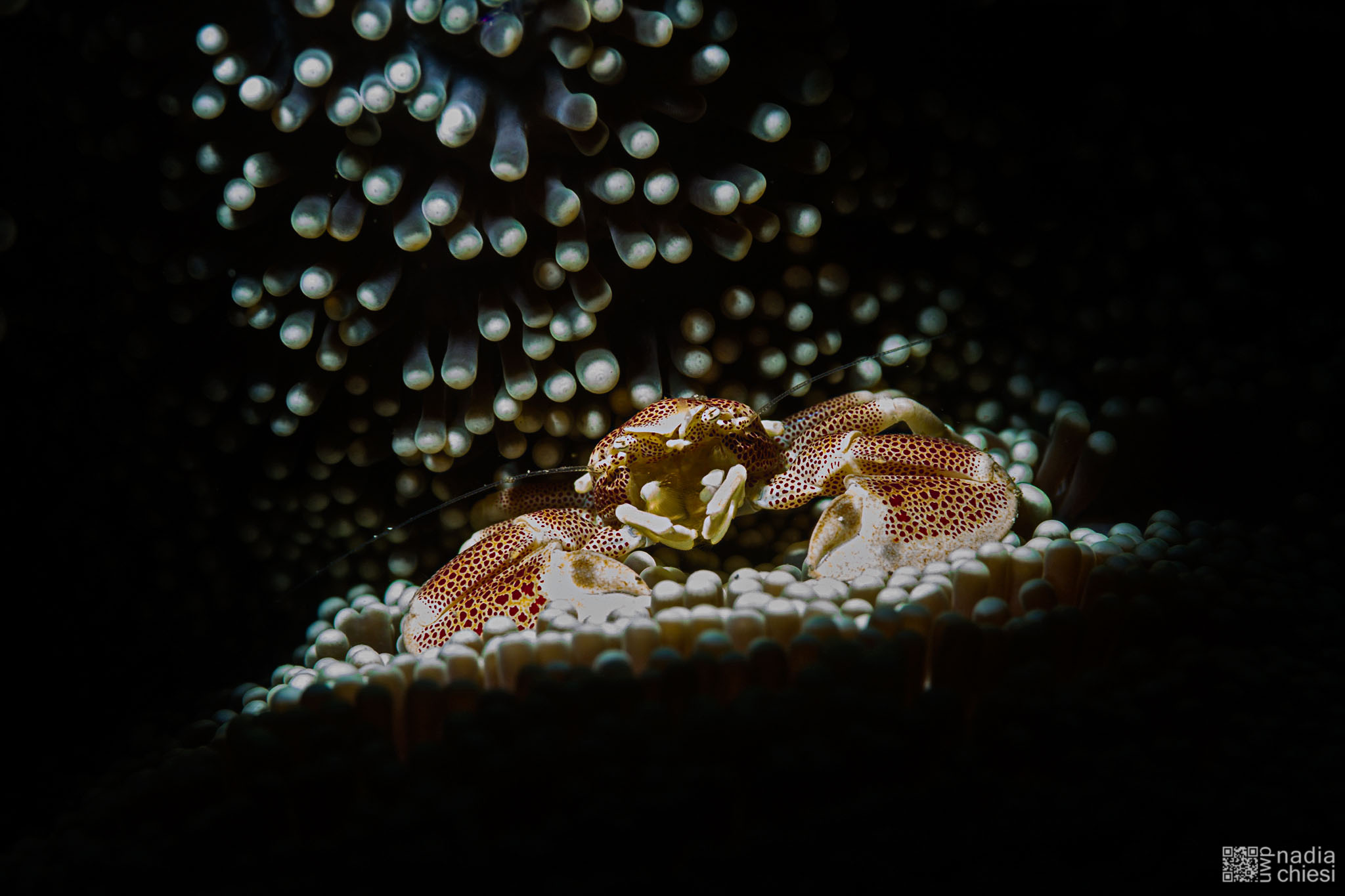 "At The Theatre" - Porcelain Crab