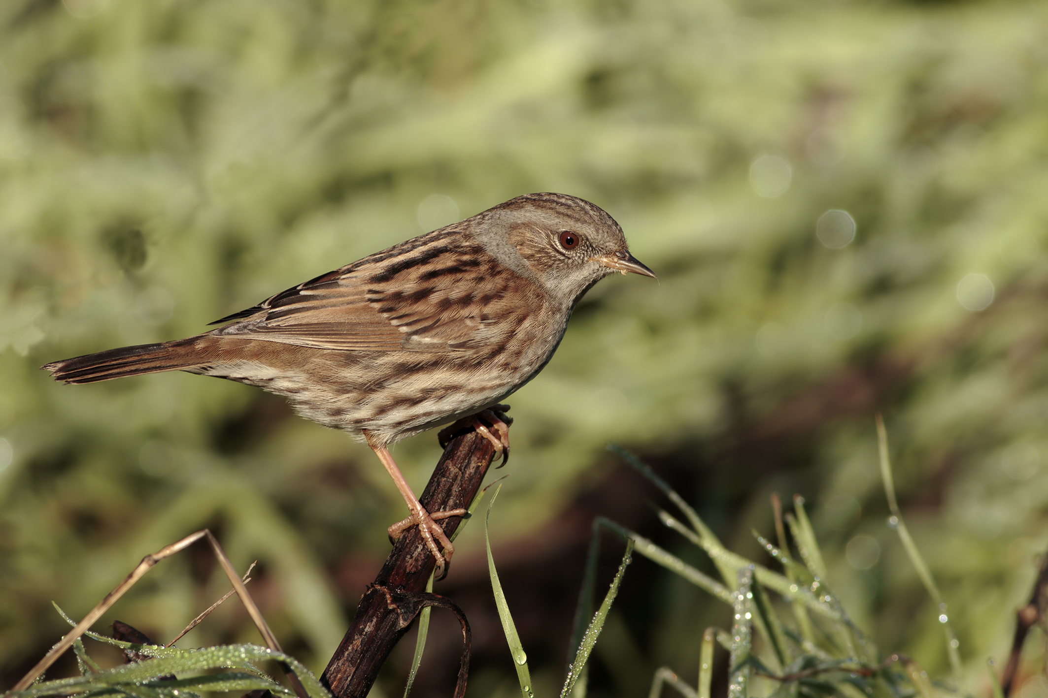 Dunnock