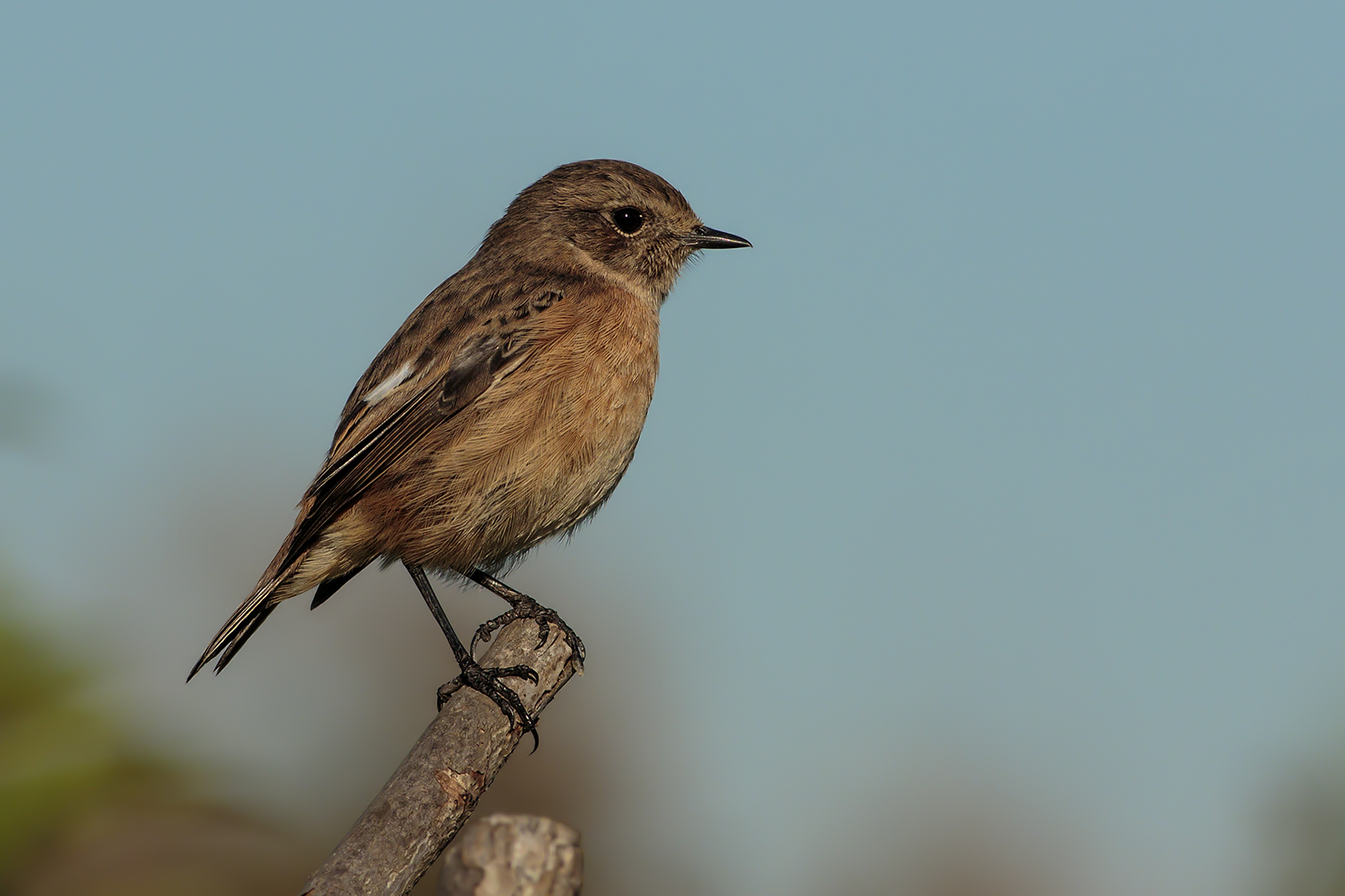 stonechat