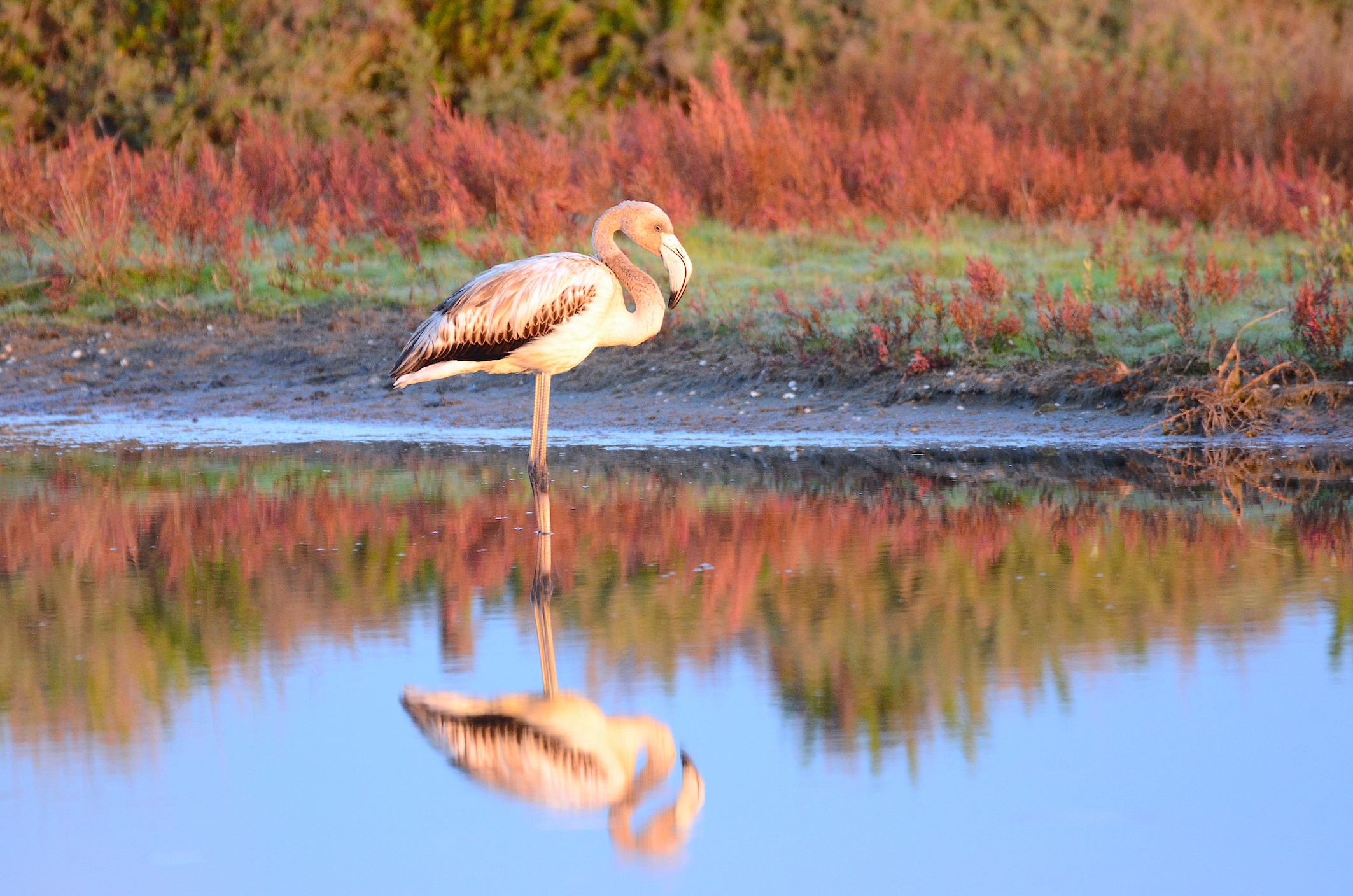 First light ... Flamingo young ...