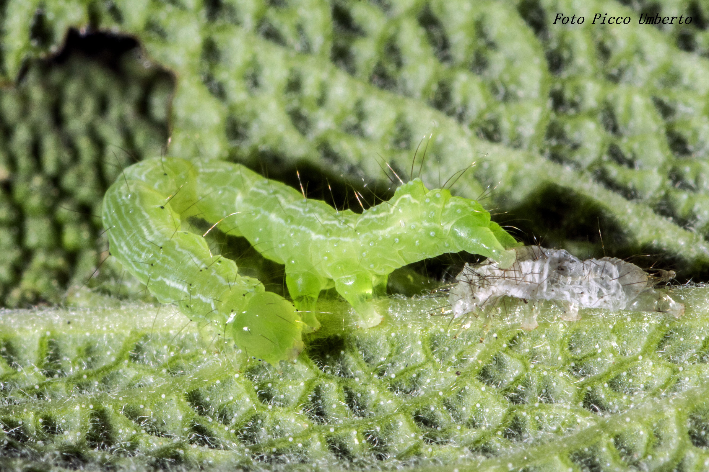 caterpillar with small ??? booo