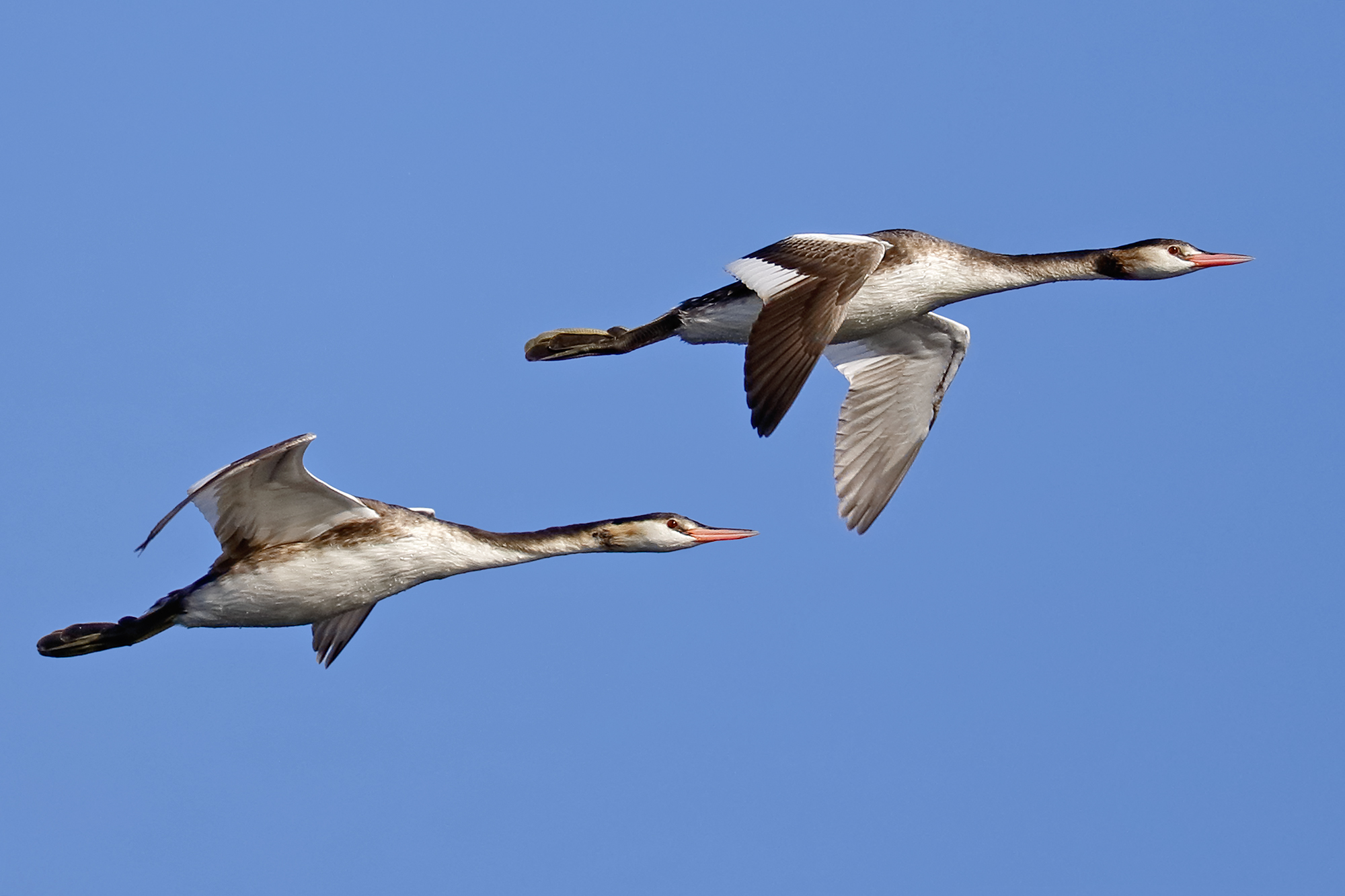 flying grebes