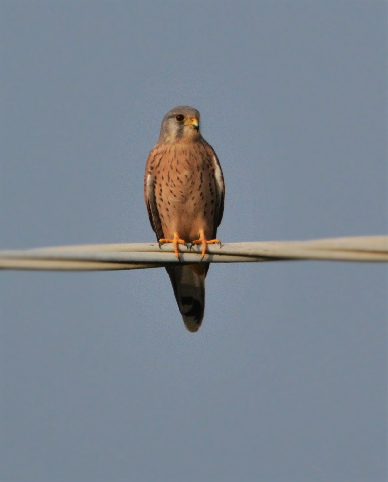 the Kestrel
