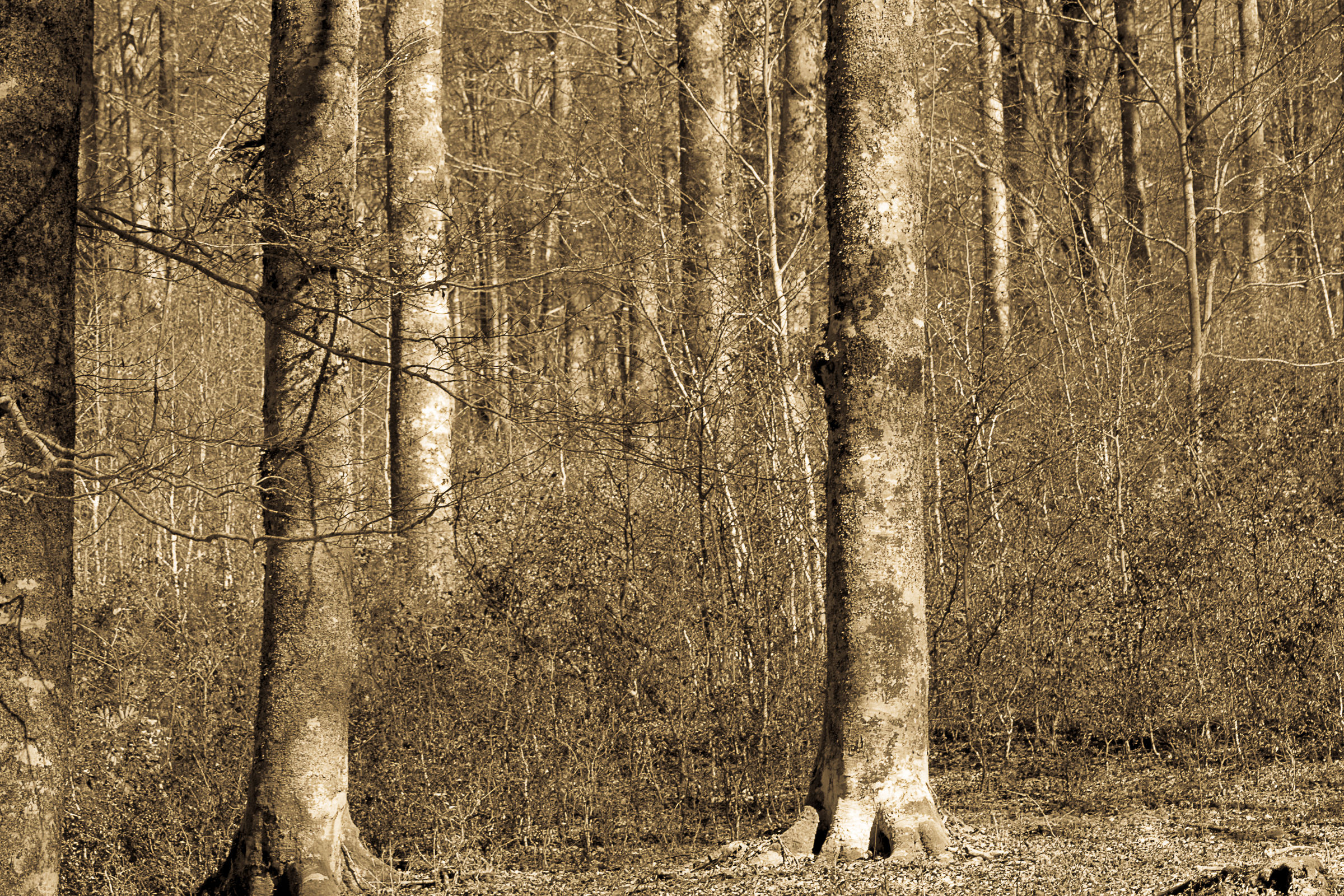 Forca D'Acero - Parco Naz. D'abruzzo