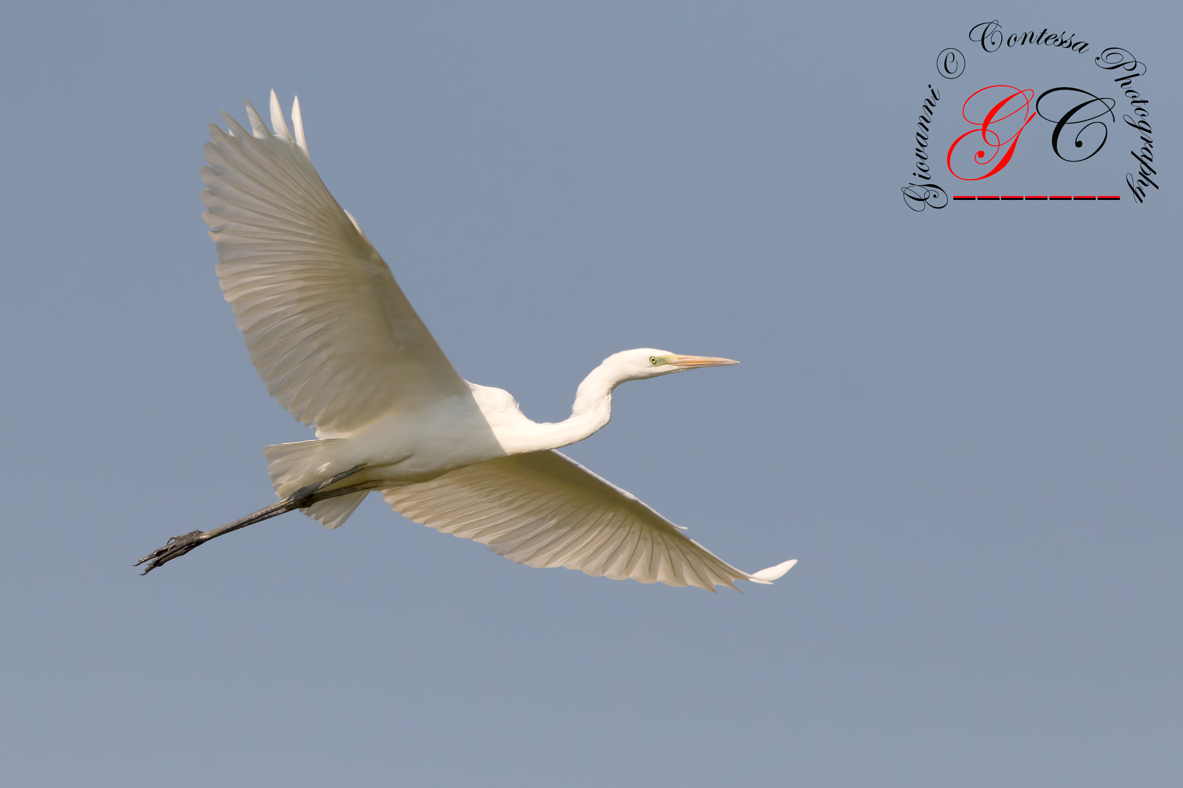 great white heron