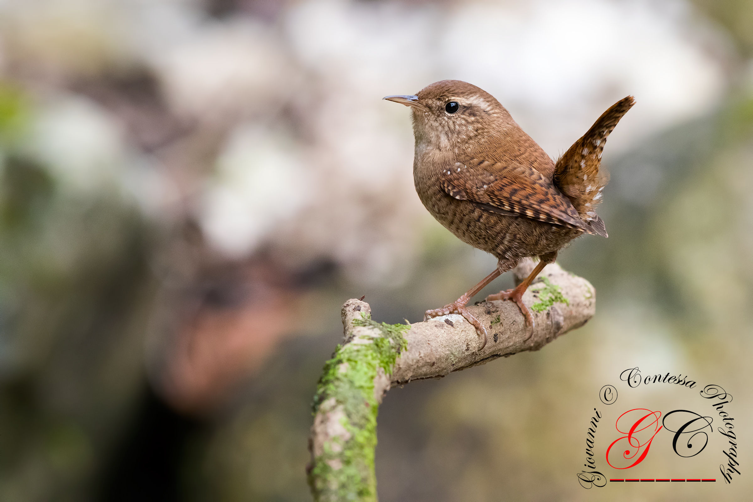 wren