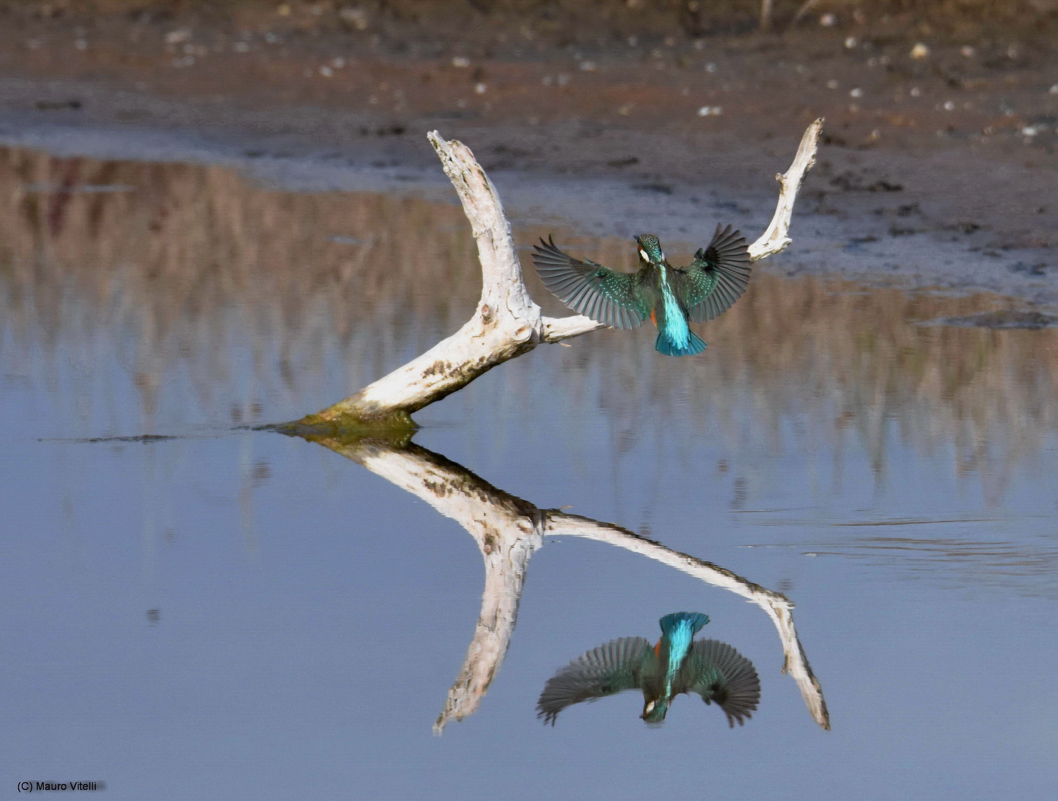 different perspective of martino