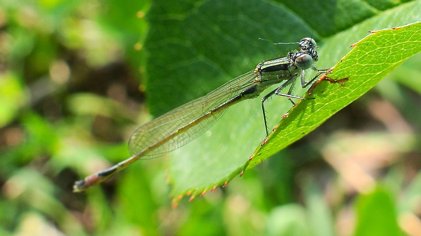 Primi passi in macro fotografia