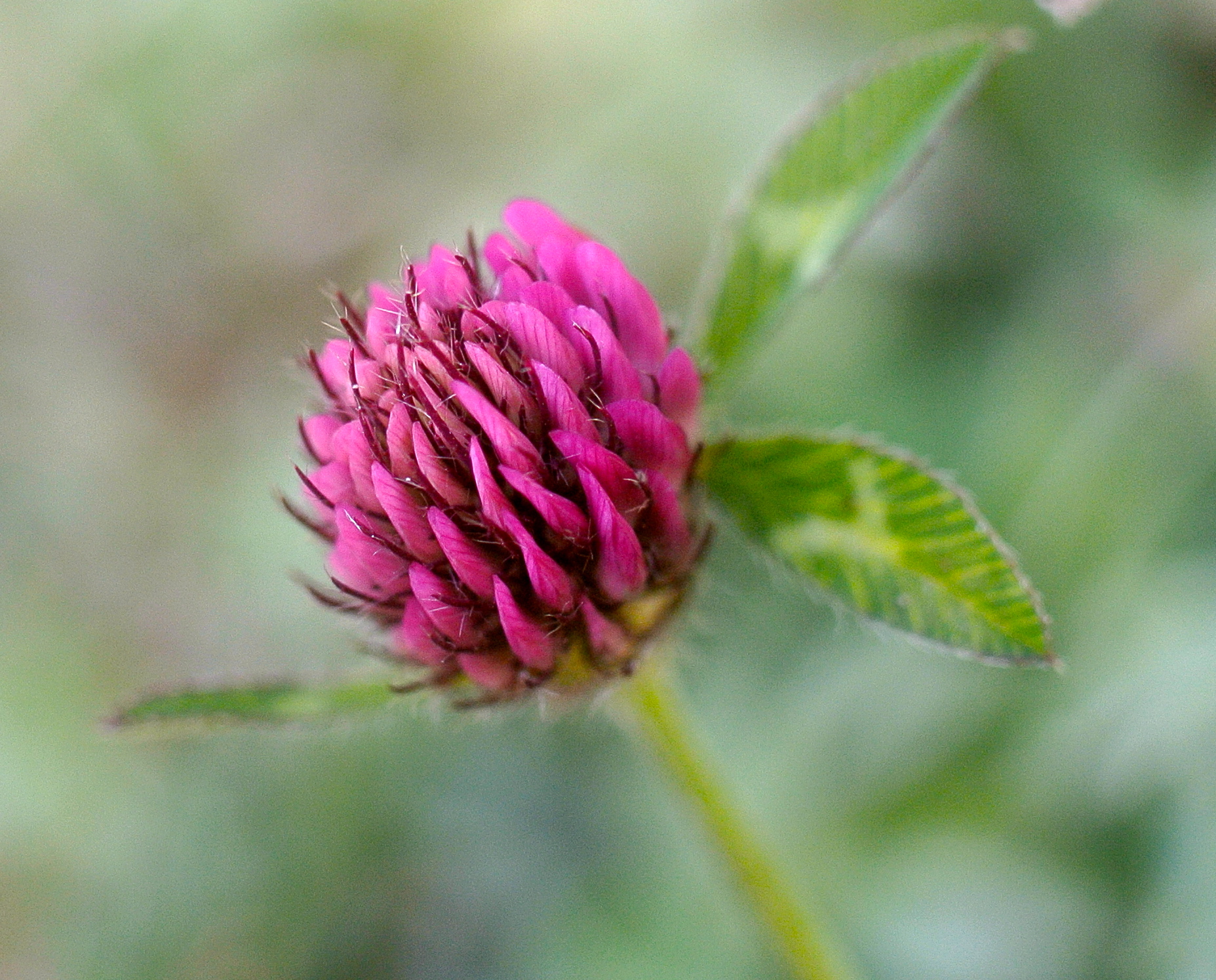 Primi passi in macro fotografia
