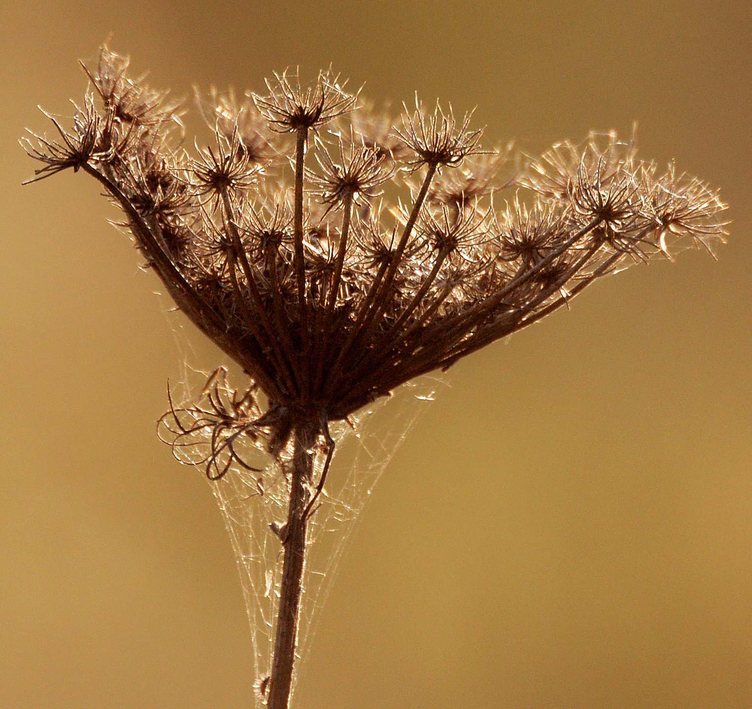 ??? that flower are ??? 2