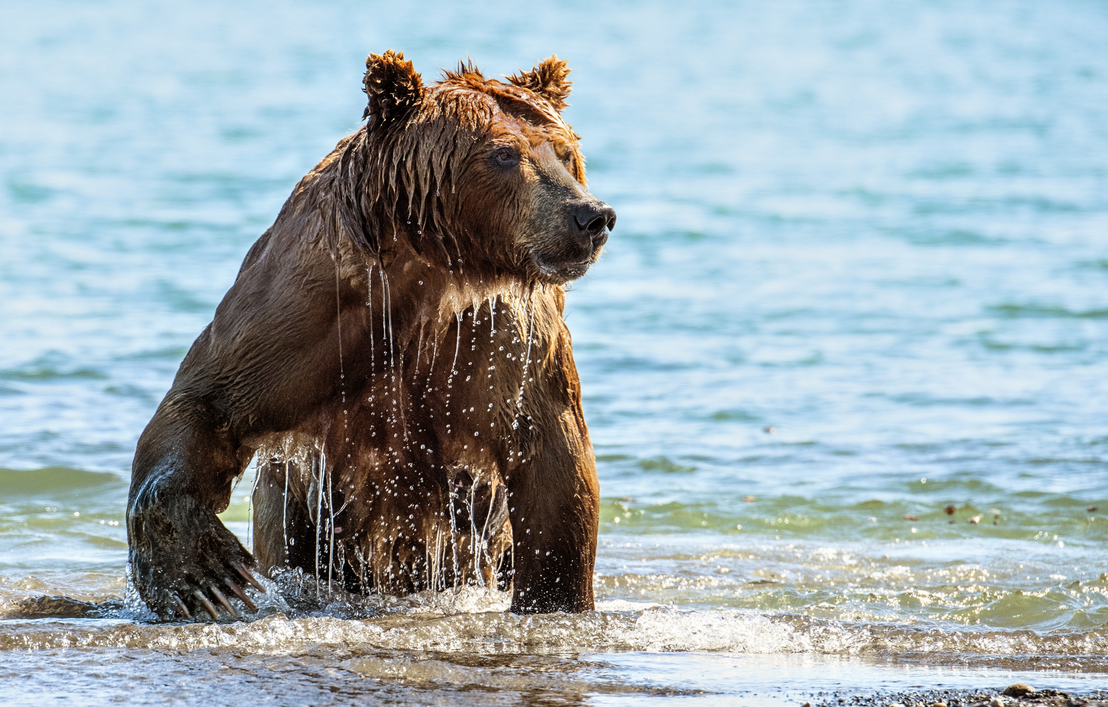Kamchatka 2016 - Emersione