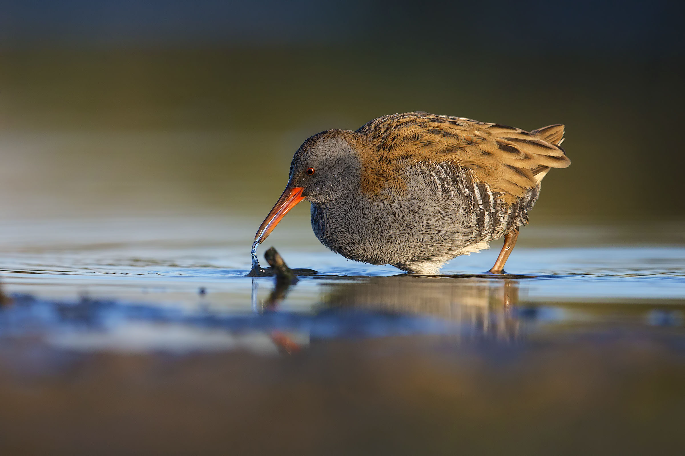 Water Rail