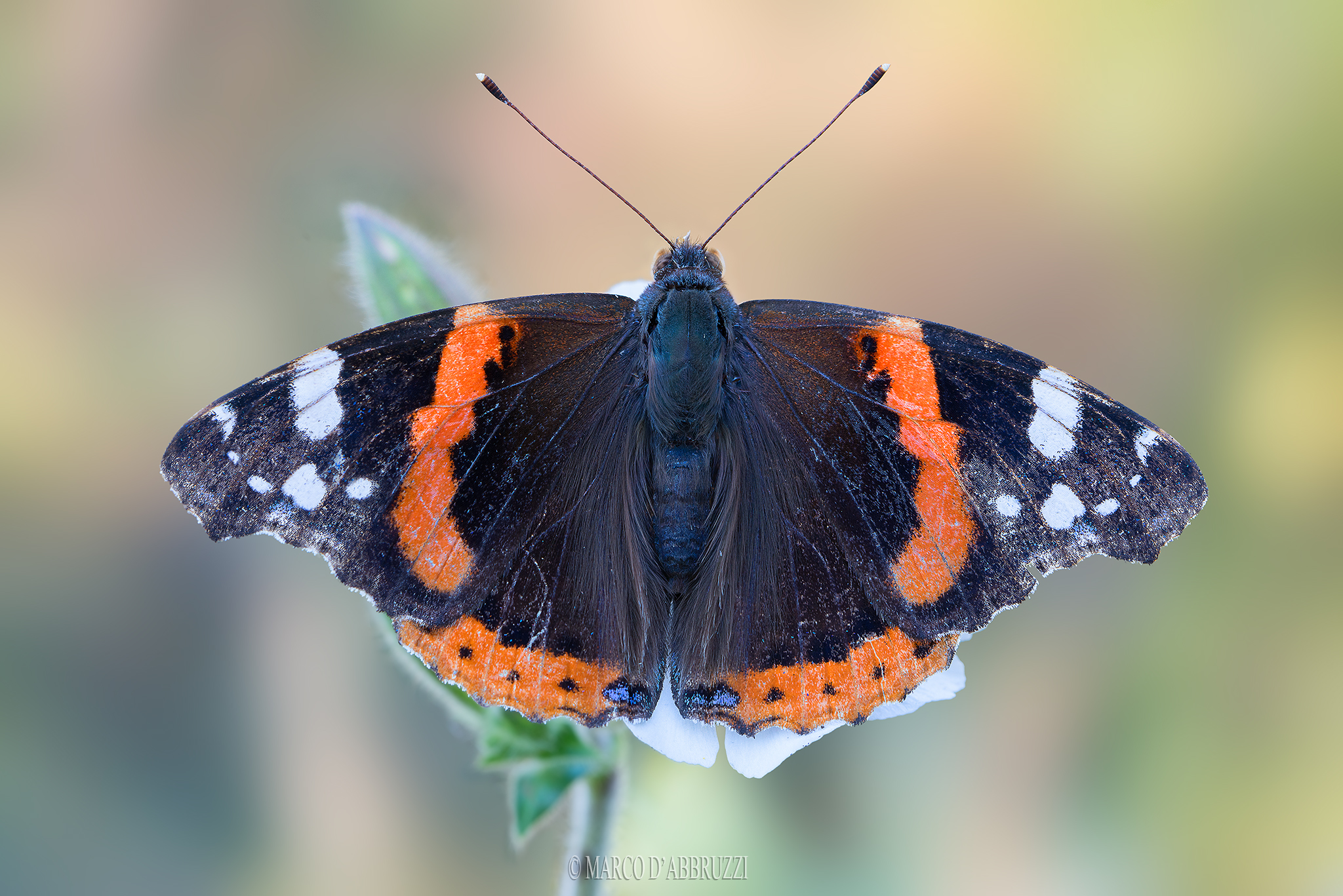 Vanessa atalanta