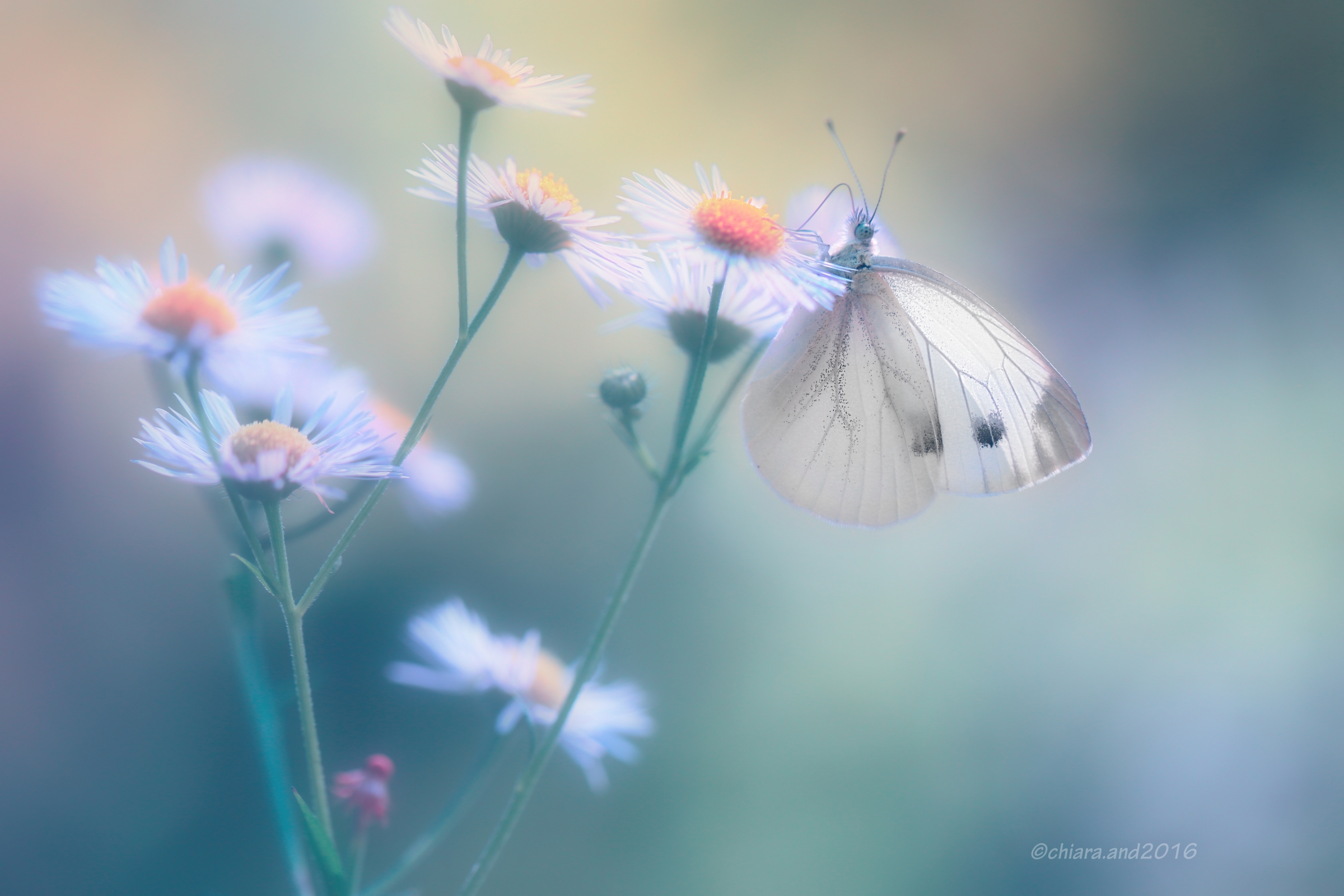 Luce nel sottobosco ...