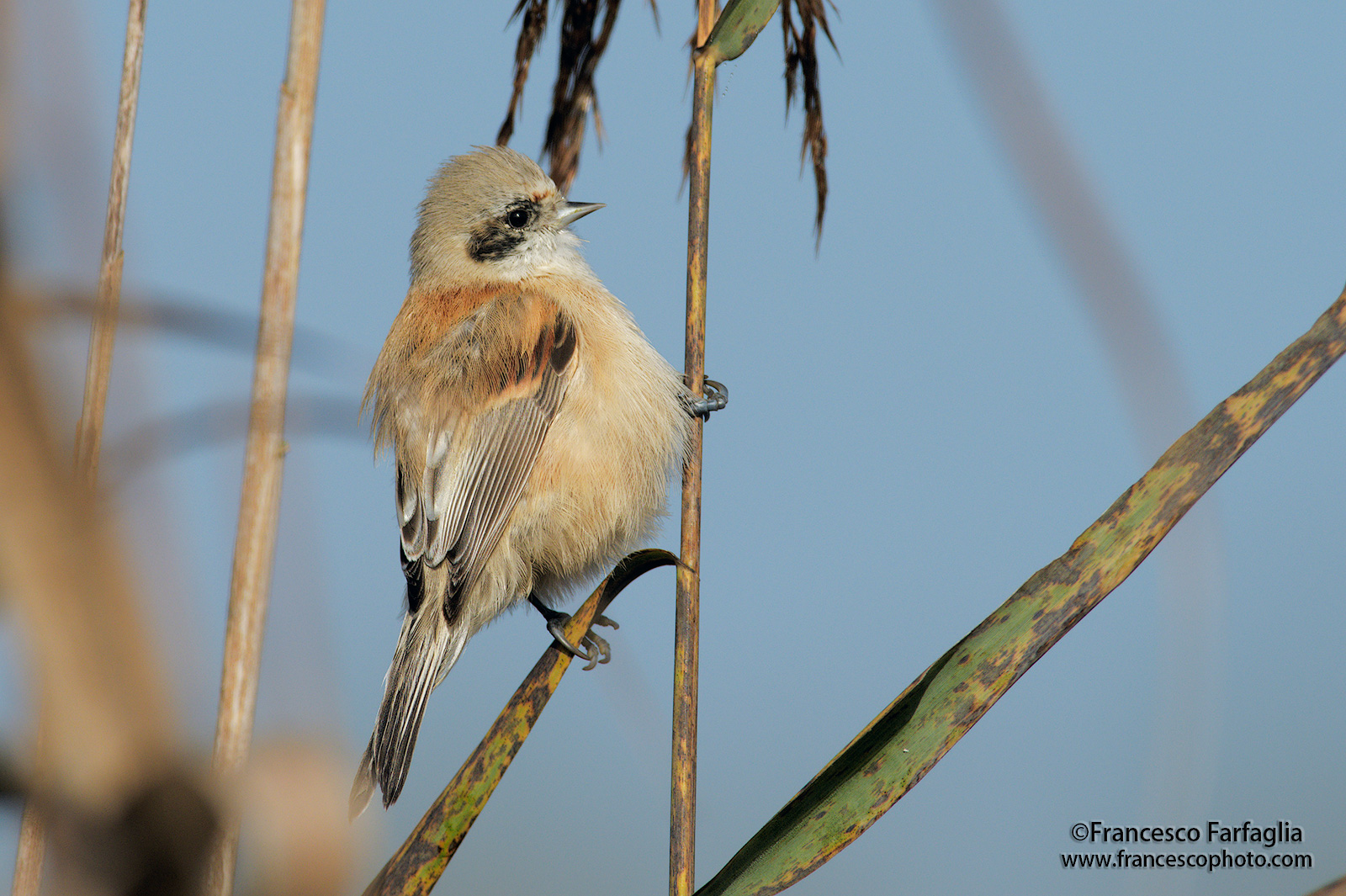Pendolino overweight