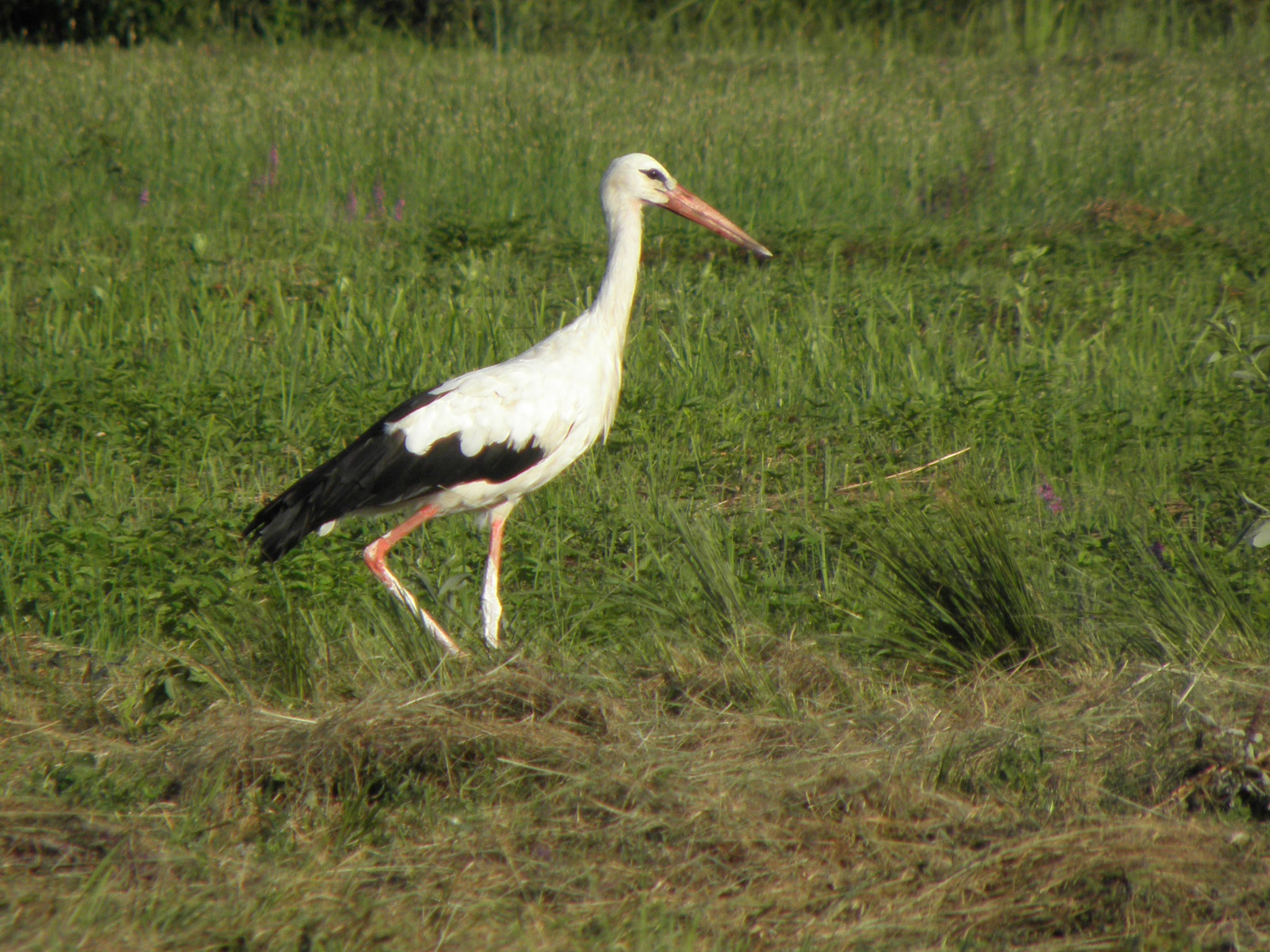 Stork in Ljubljana