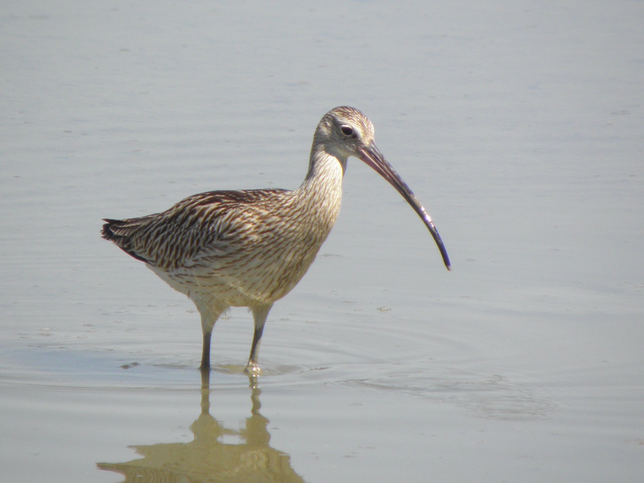 Curlew