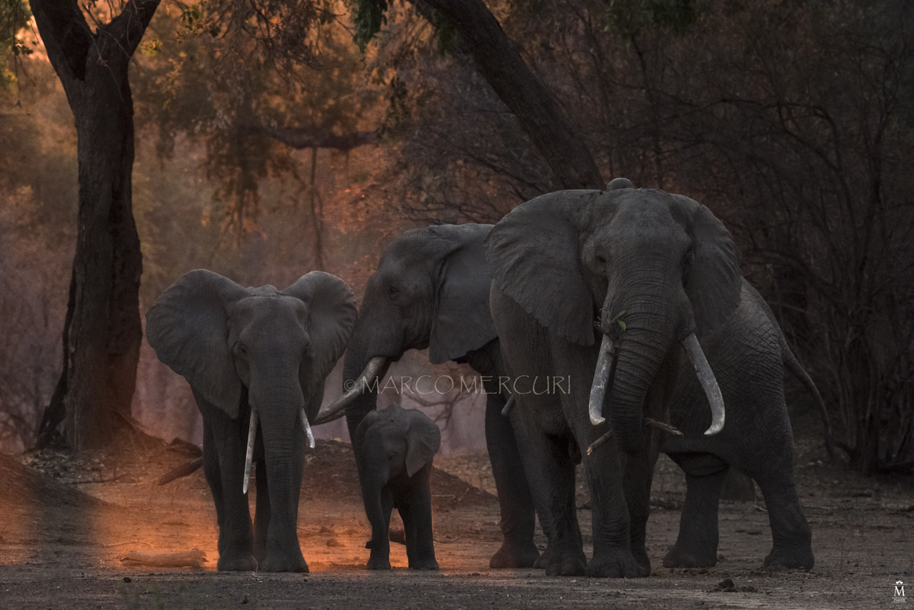 Ultimi raggi di luce nella foresta incantata