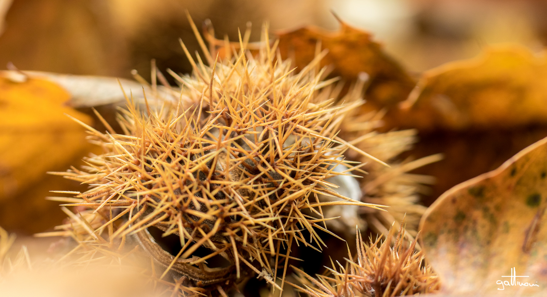 the fruits of autumn