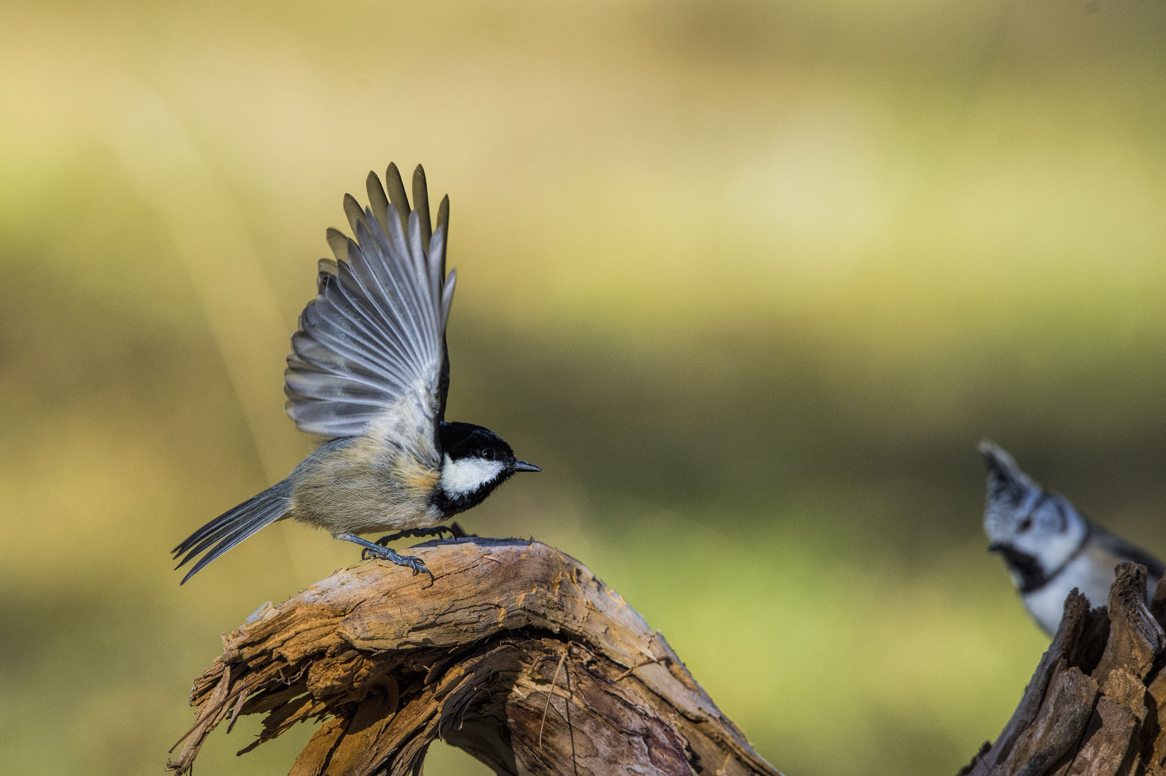 Ho visto un fantasma