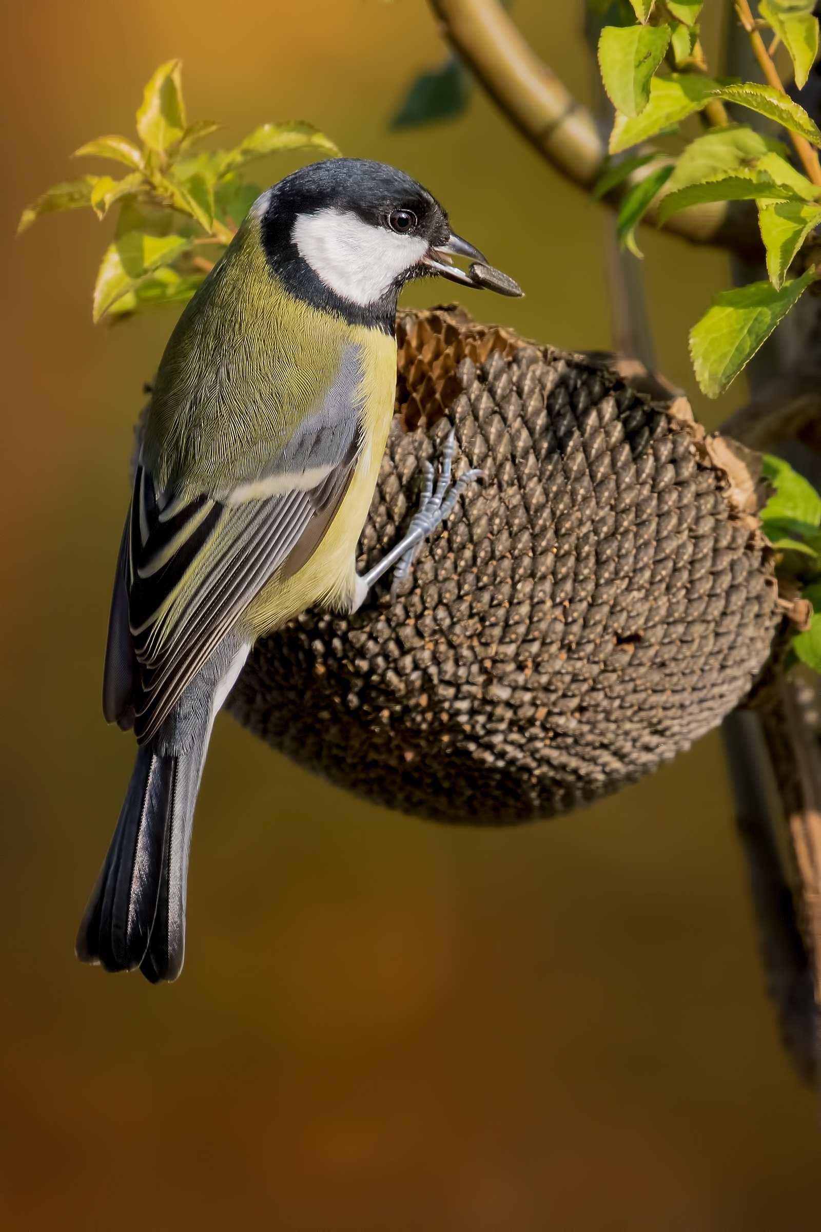 Great Tit (Parus major)