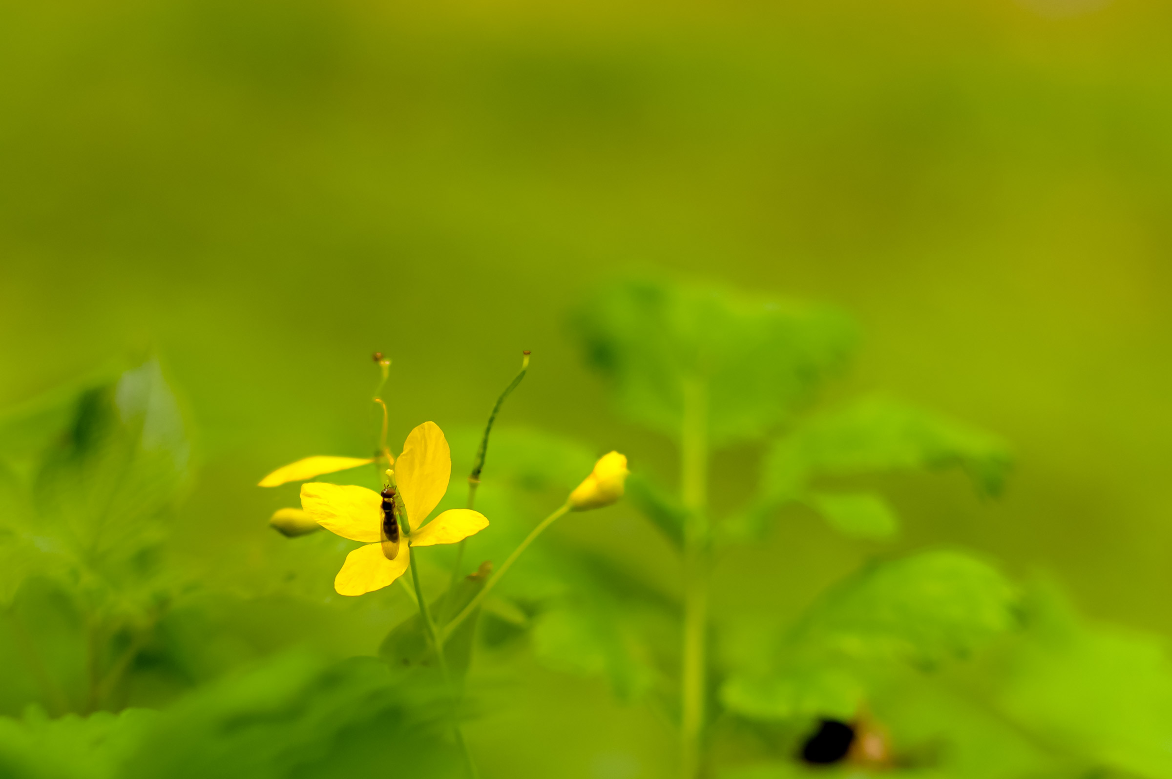 Green, Yellow and Brown