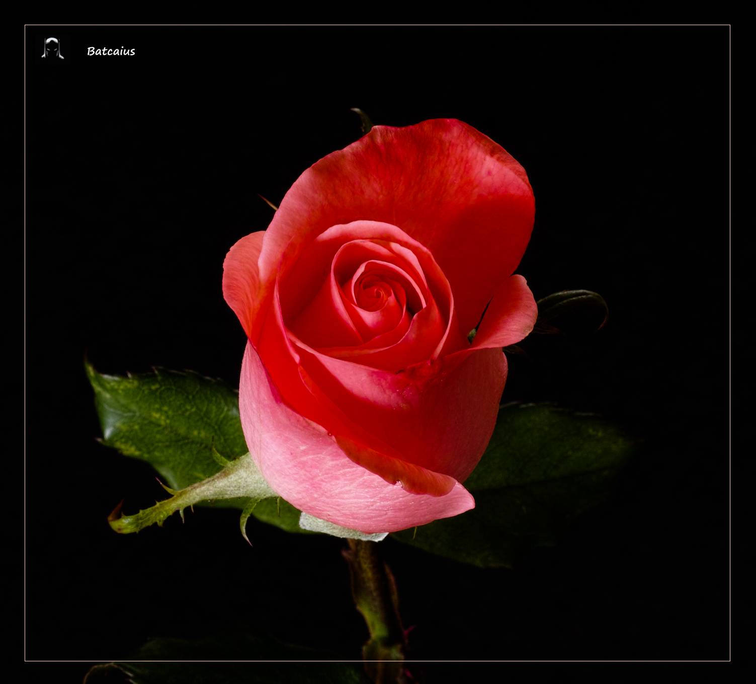 The queen of flowers