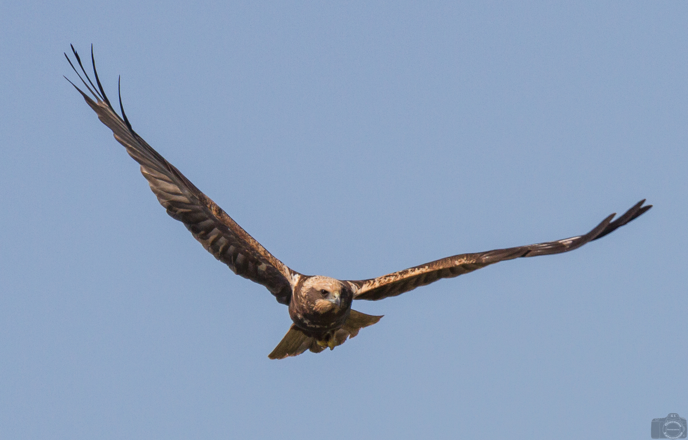 Marsh harrier
