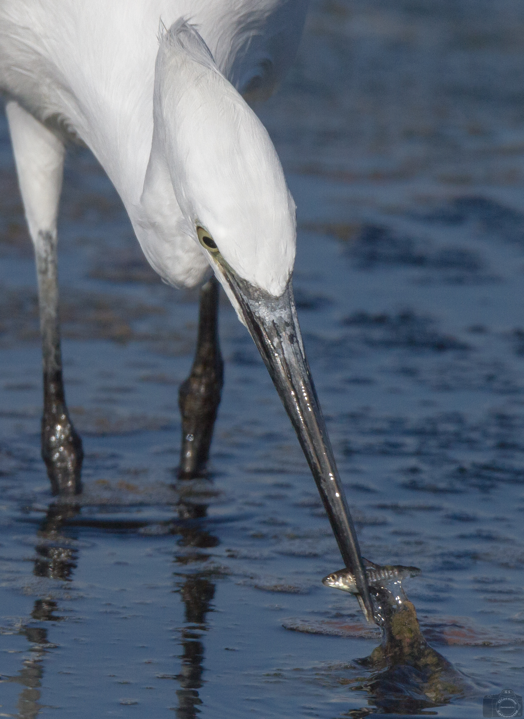 Seize the day .. Egret fishing.