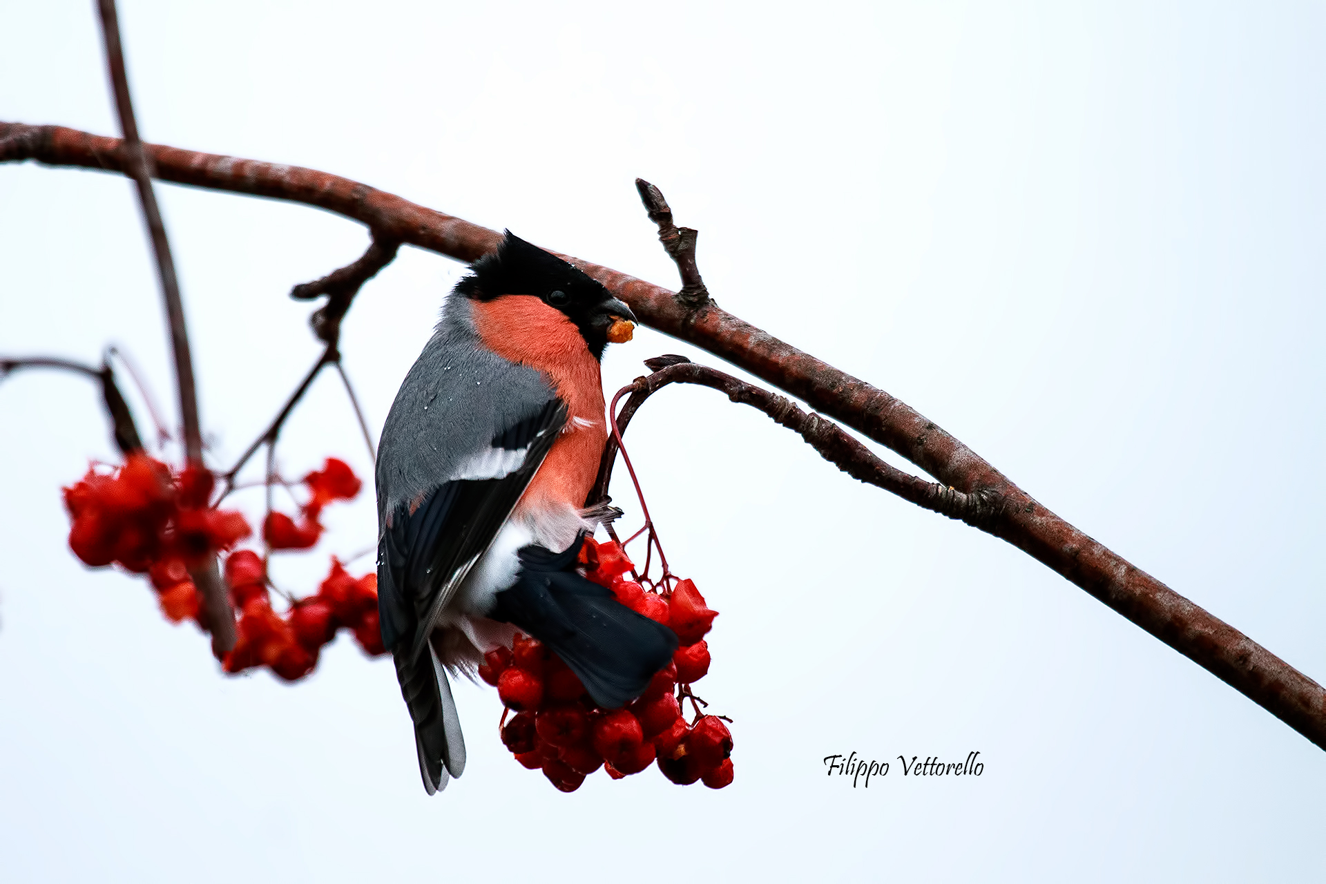 bullfinch Finnish