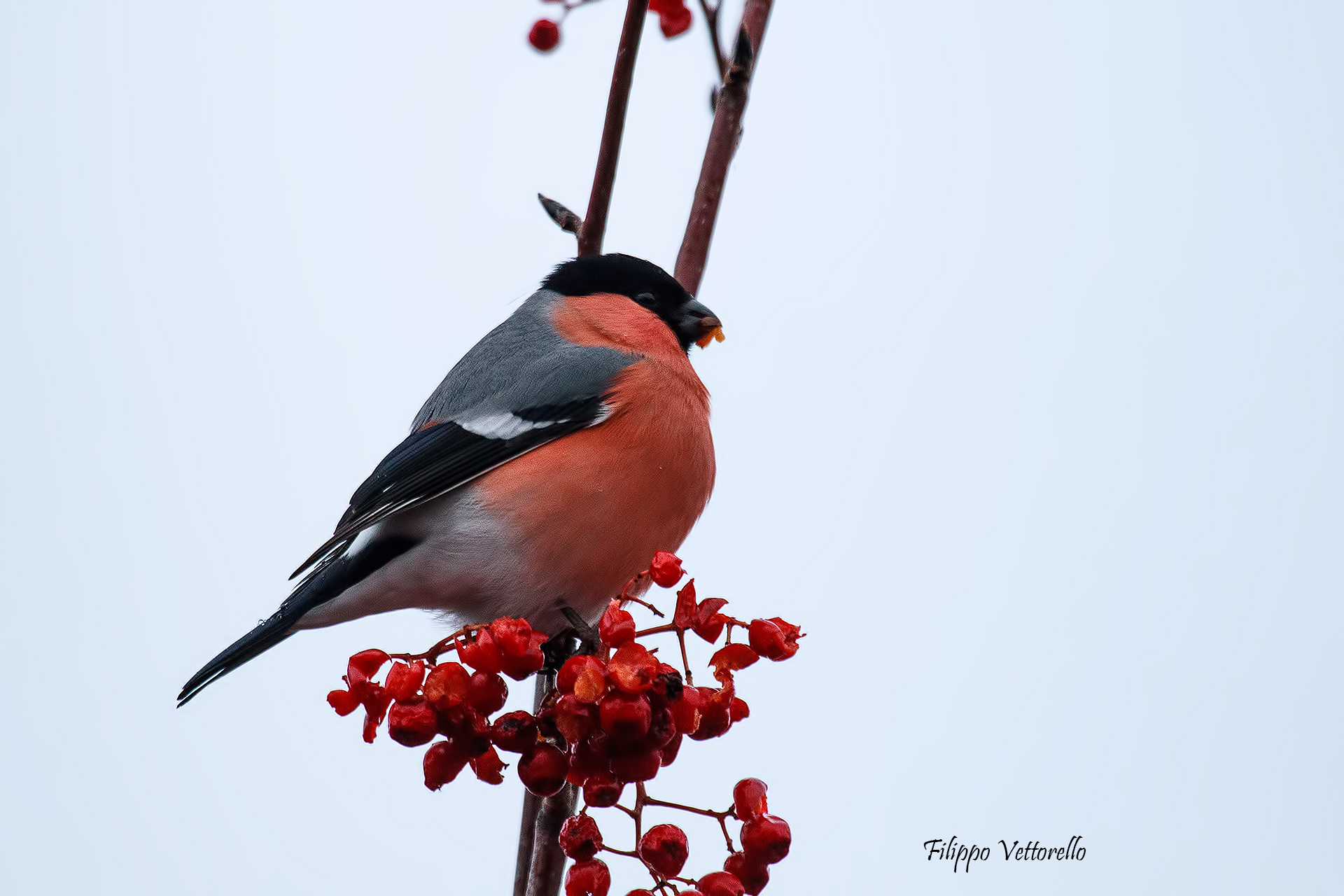 Bullfinch