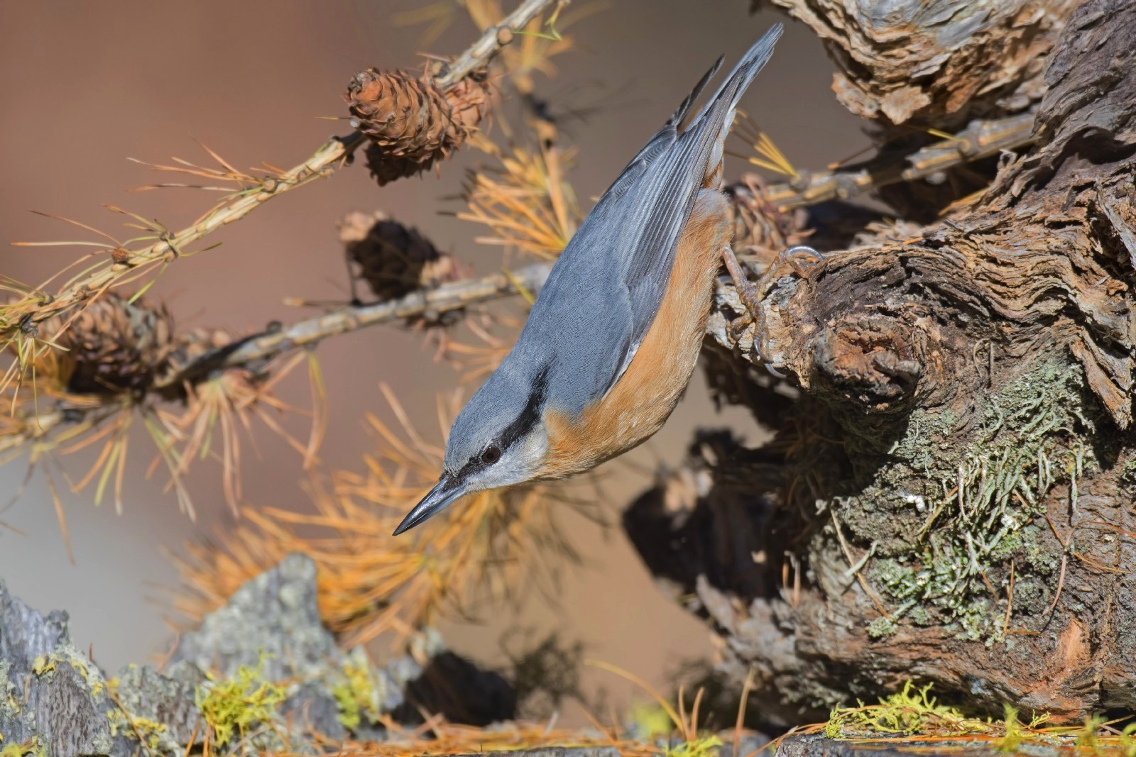 The mason in its habitat