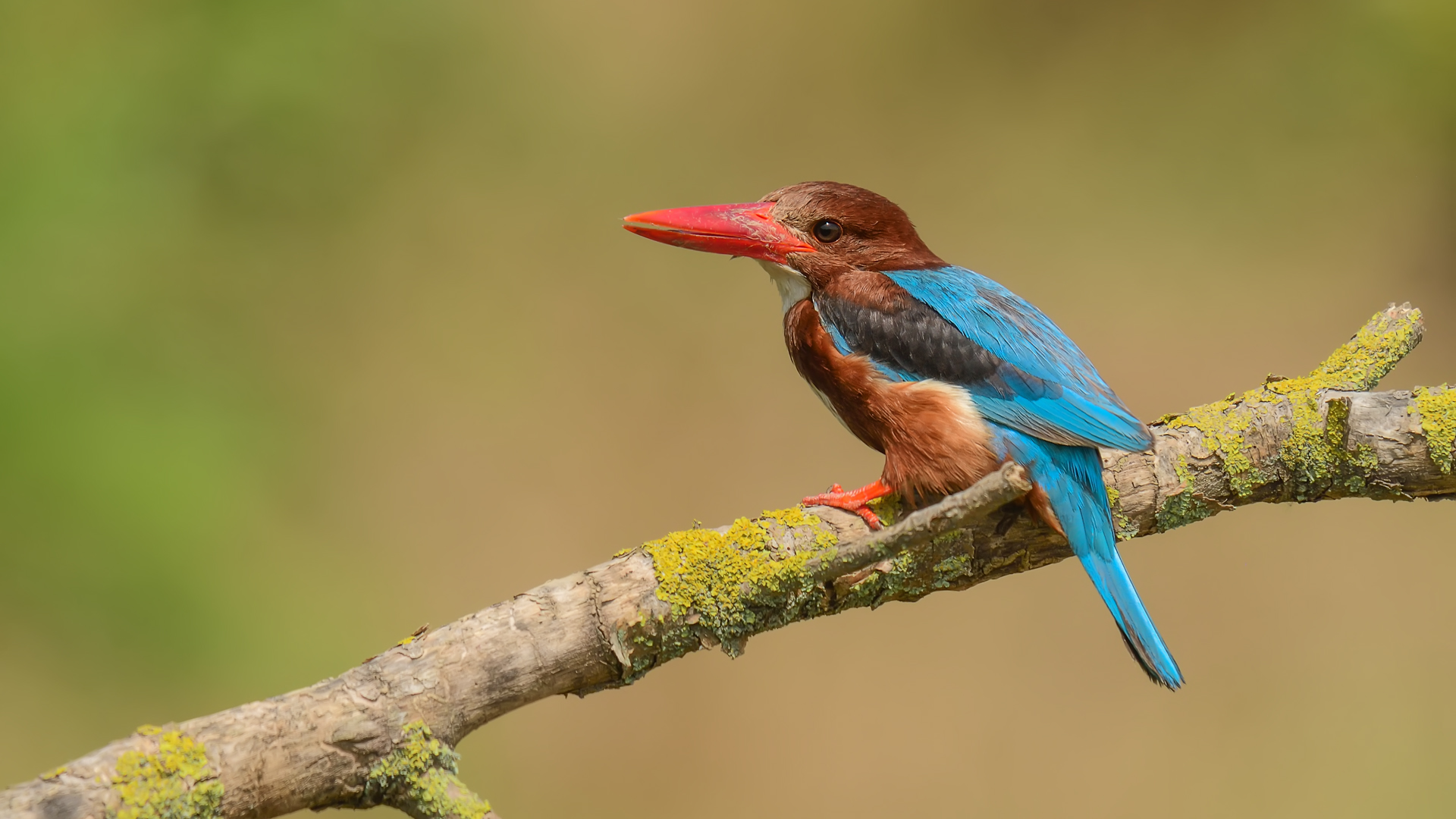 Halcyon smyrnensis » White-throated Kingfisher