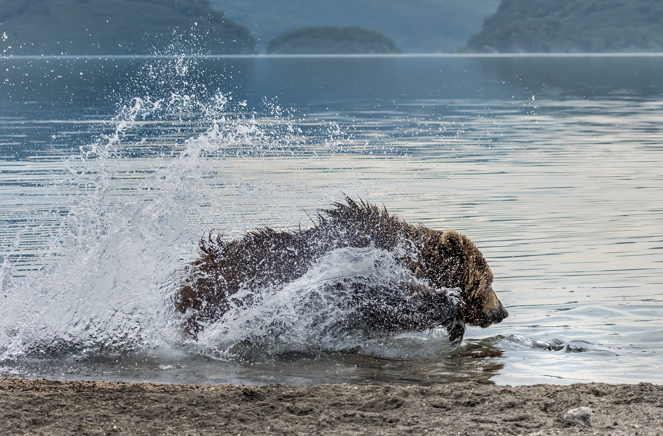 Kamchatka 2016 - Tuffo sul salmone