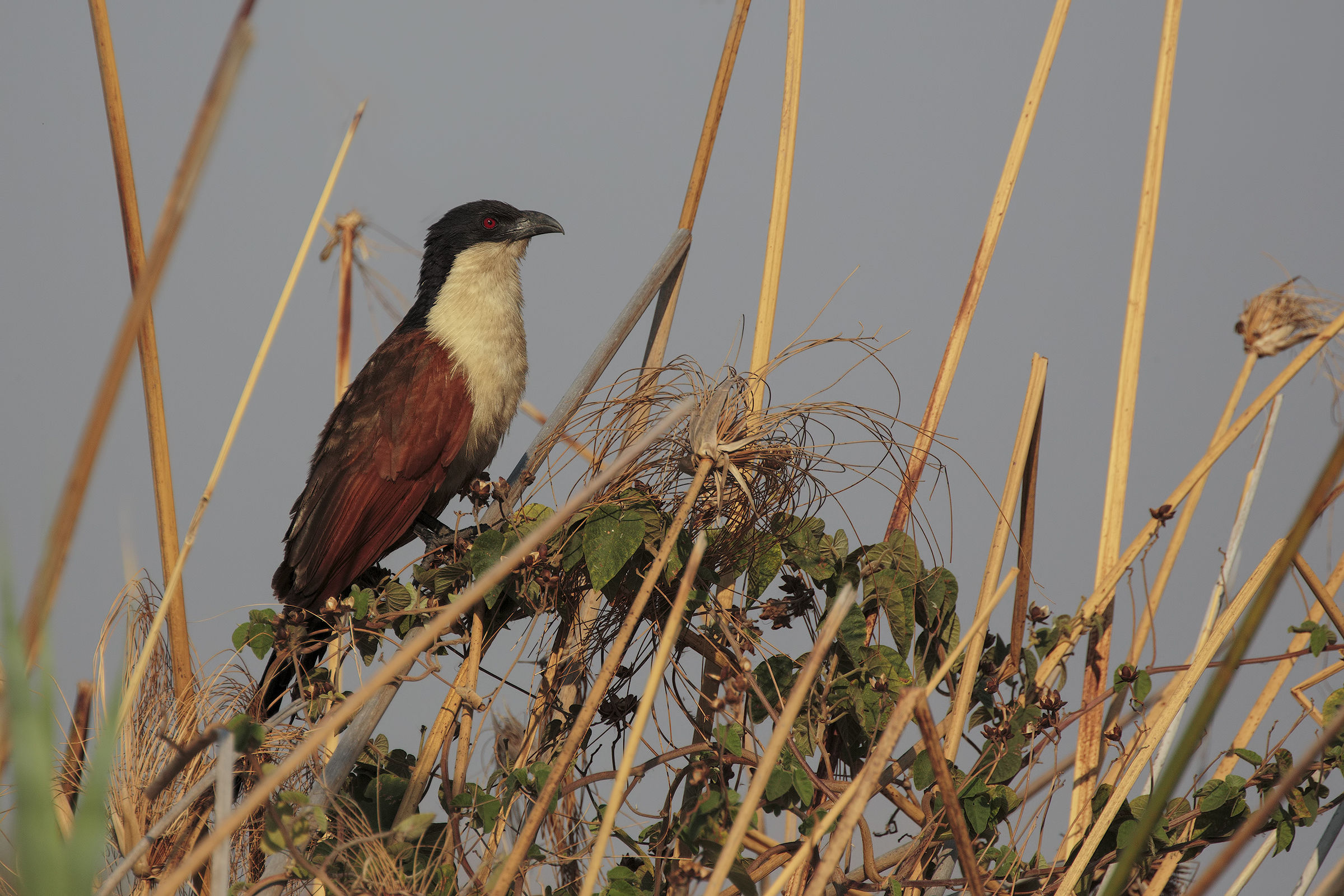 Burchell's Coucal
