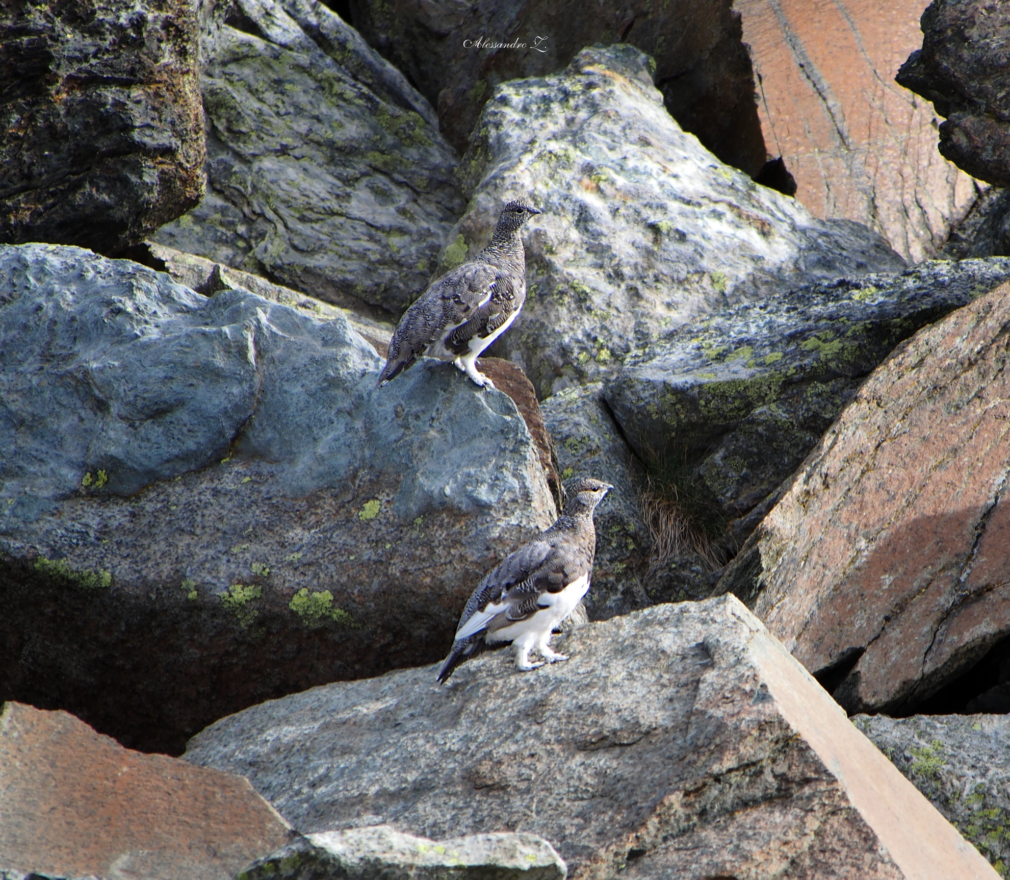 Coppia di Pernici Bianche ben mimetizzate
